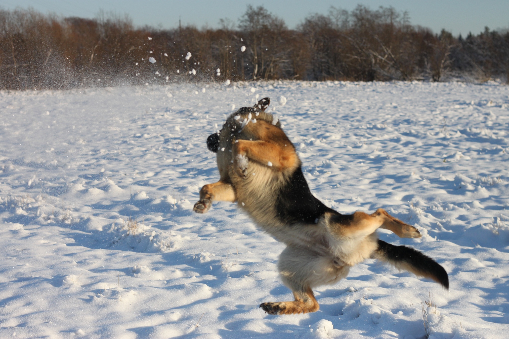 Just a winter walk - My, Dog, Winter, Walk, Longpost