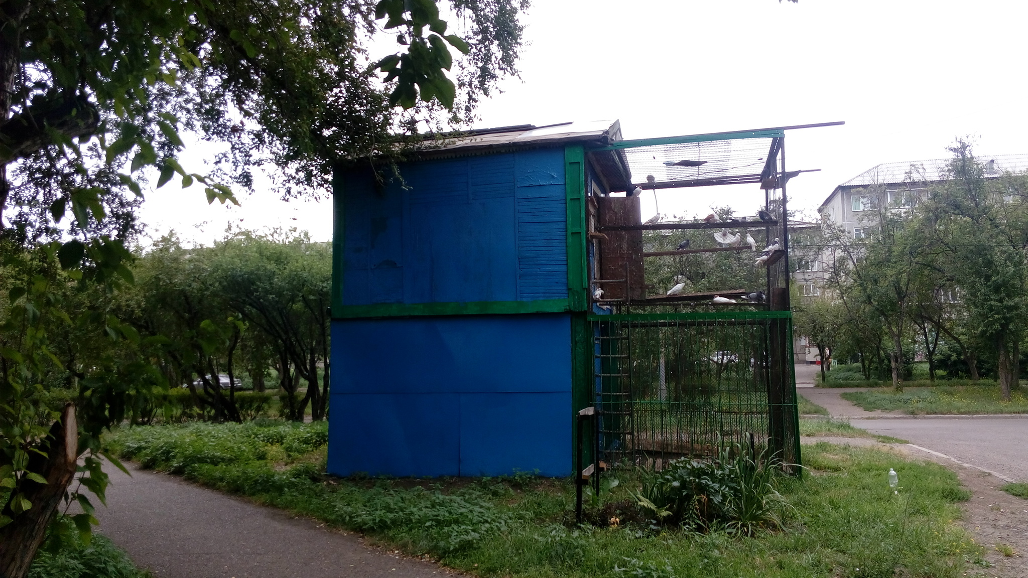 Dovecote - My, Dovecote, Birds, Krasnoyarsk