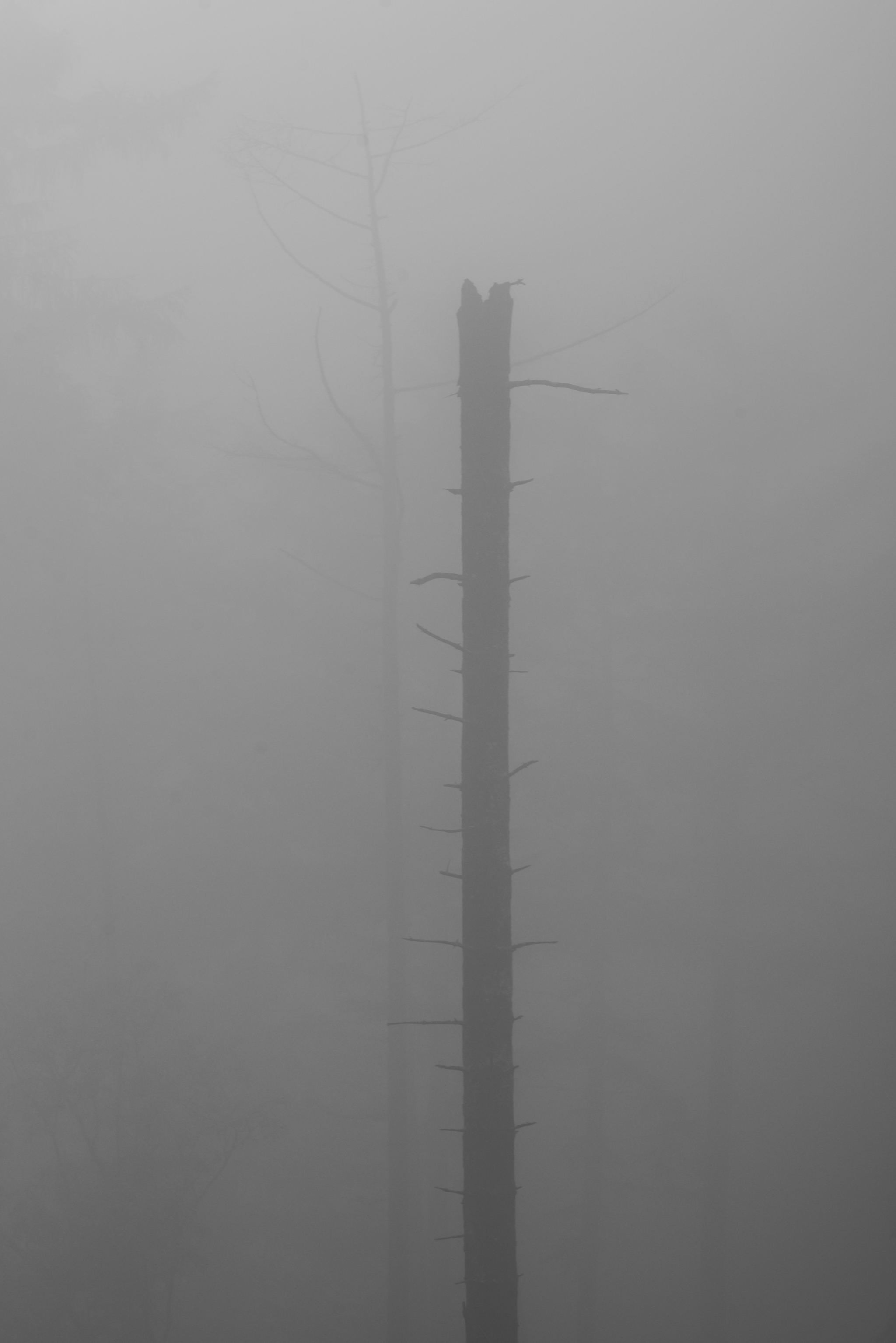 On the Edge of Perception 2 - My, Forest, Fog, Nature, Atmosphere, Mystic, Space, Air, Contemplation, Minimalism, Silence, Calmness, Loneliness, Longpost