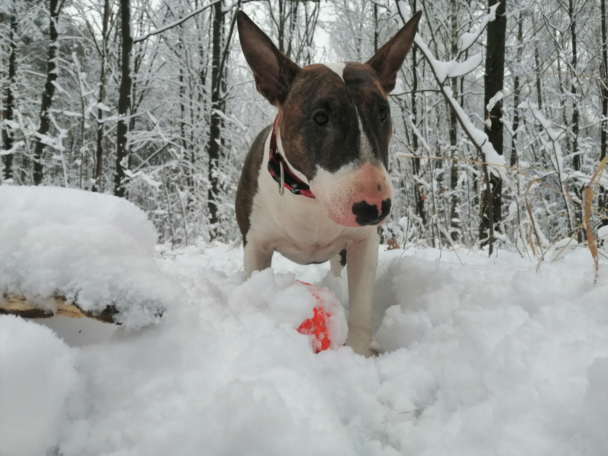 Looking forward to winter! - My, Bull terrier, Bad weather, Autumn, Walk, Longpost, Dog