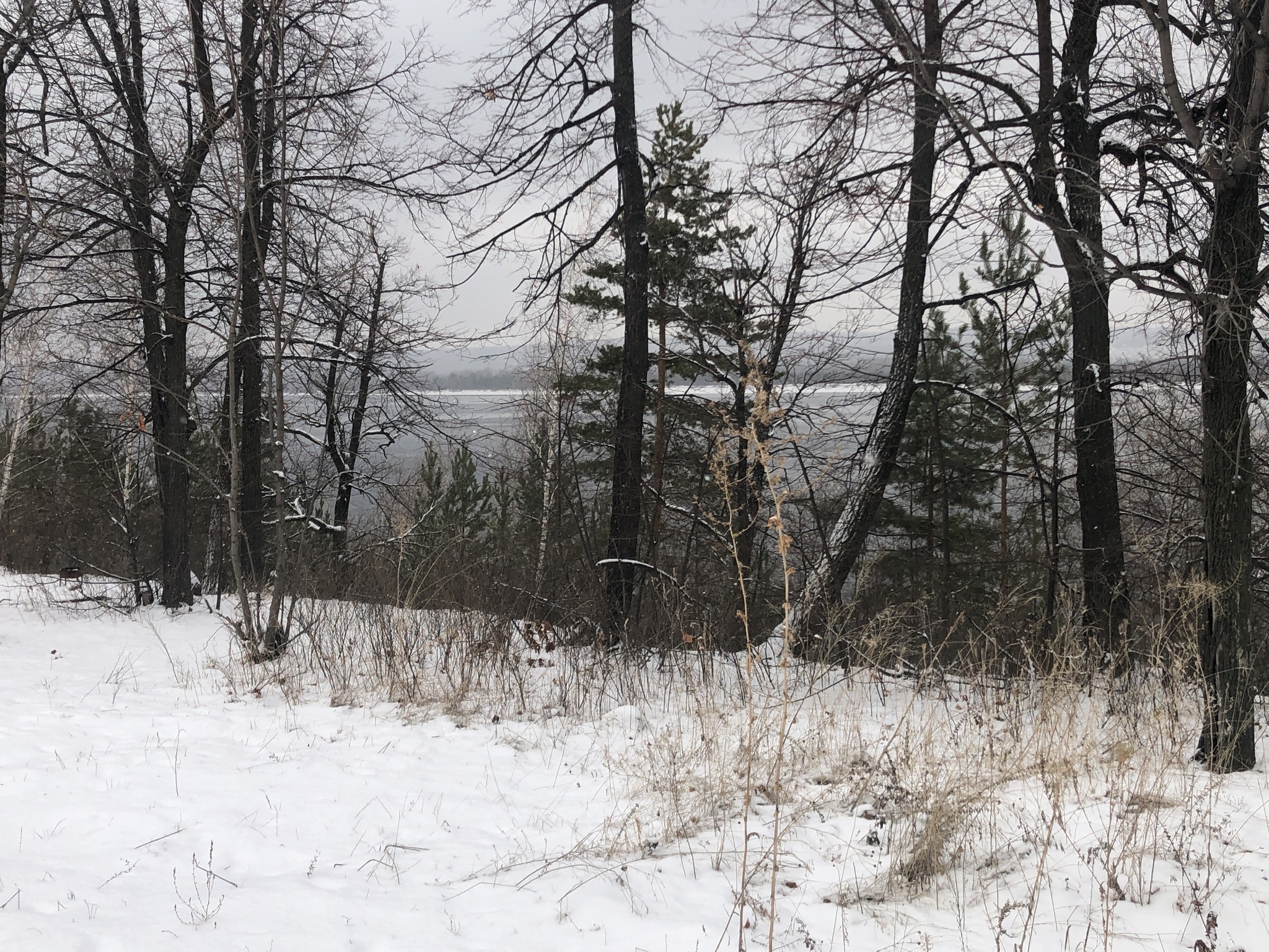 Winter walk: Volga on the right, Zhiguli on the left - My, Nature, Winter, Walk, Zhiguli, Dog, Video, Longpost, Volga river