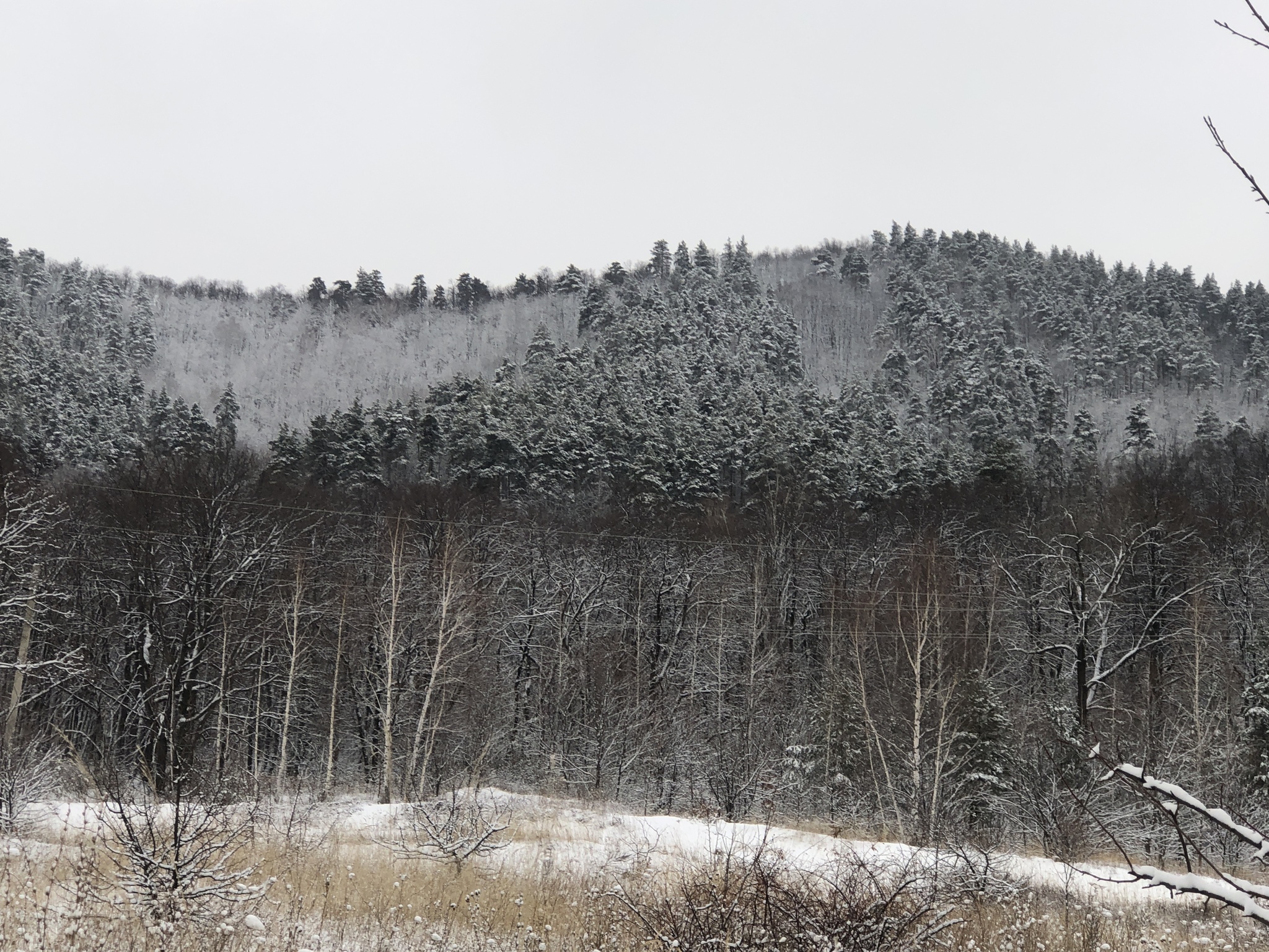 Winter walk: Volga on the right, Zhiguli on the left - My, Nature, Winter, Walk, Zhiguli, Dog, Video, Longpost, Volga river