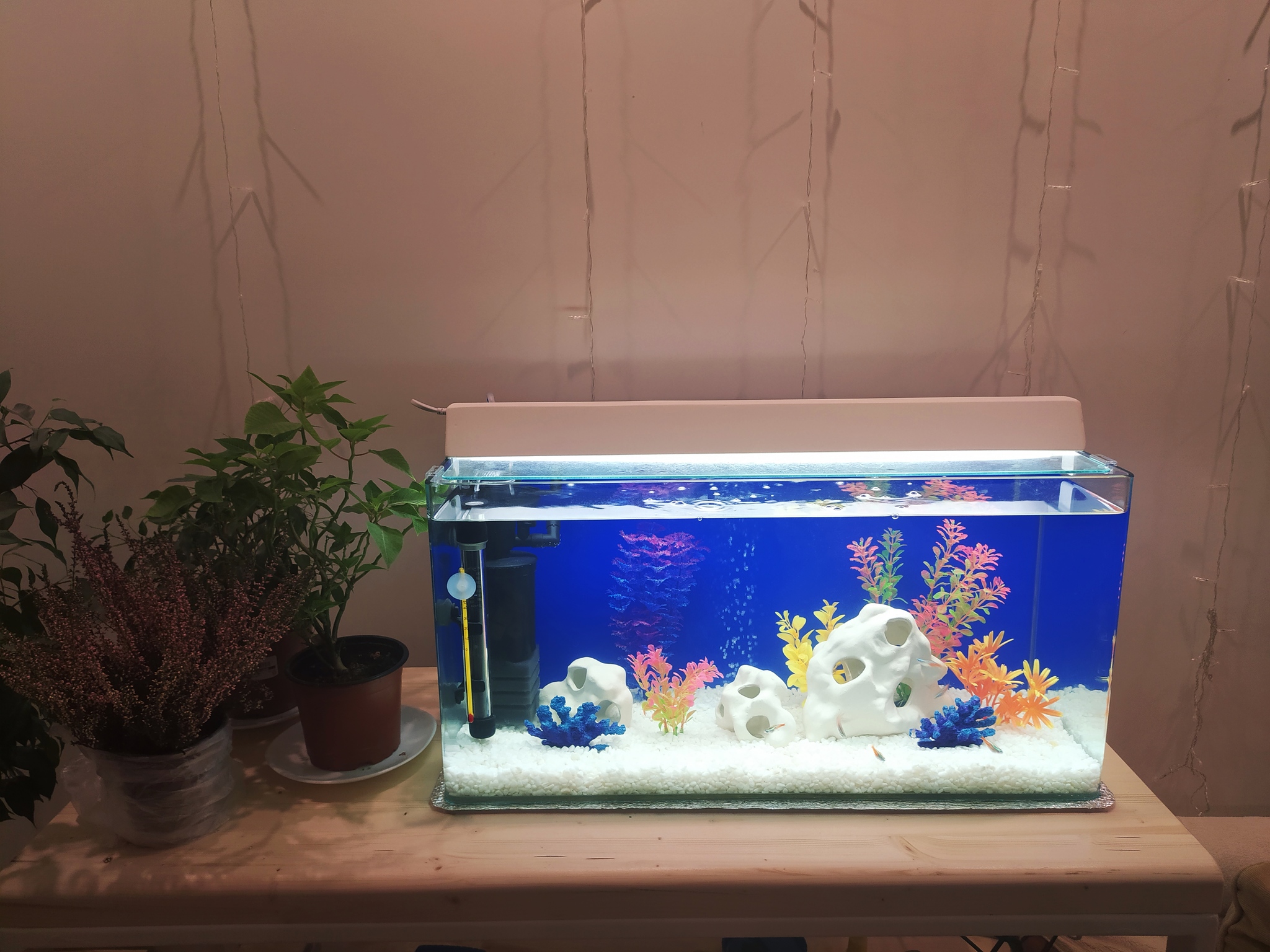 Как сделать самый маленький аквариум для растений: миниатюрный водоем у вас дома