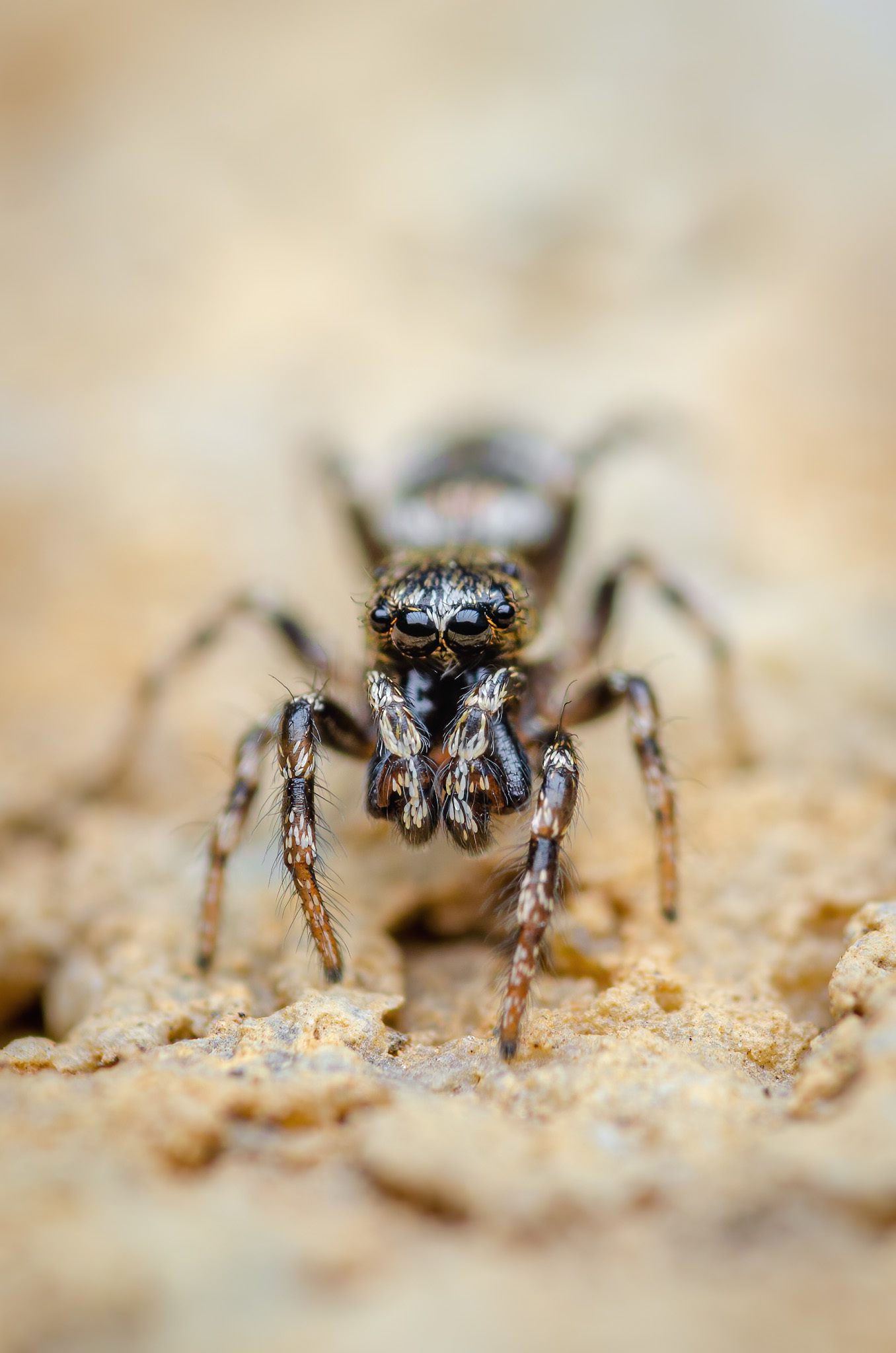 Miscellaneous invertebrate - My, Insects, Spider, Butterfly, Macro photography, Macro, Nature, The photo, Ants, Jumping spider, Longpost