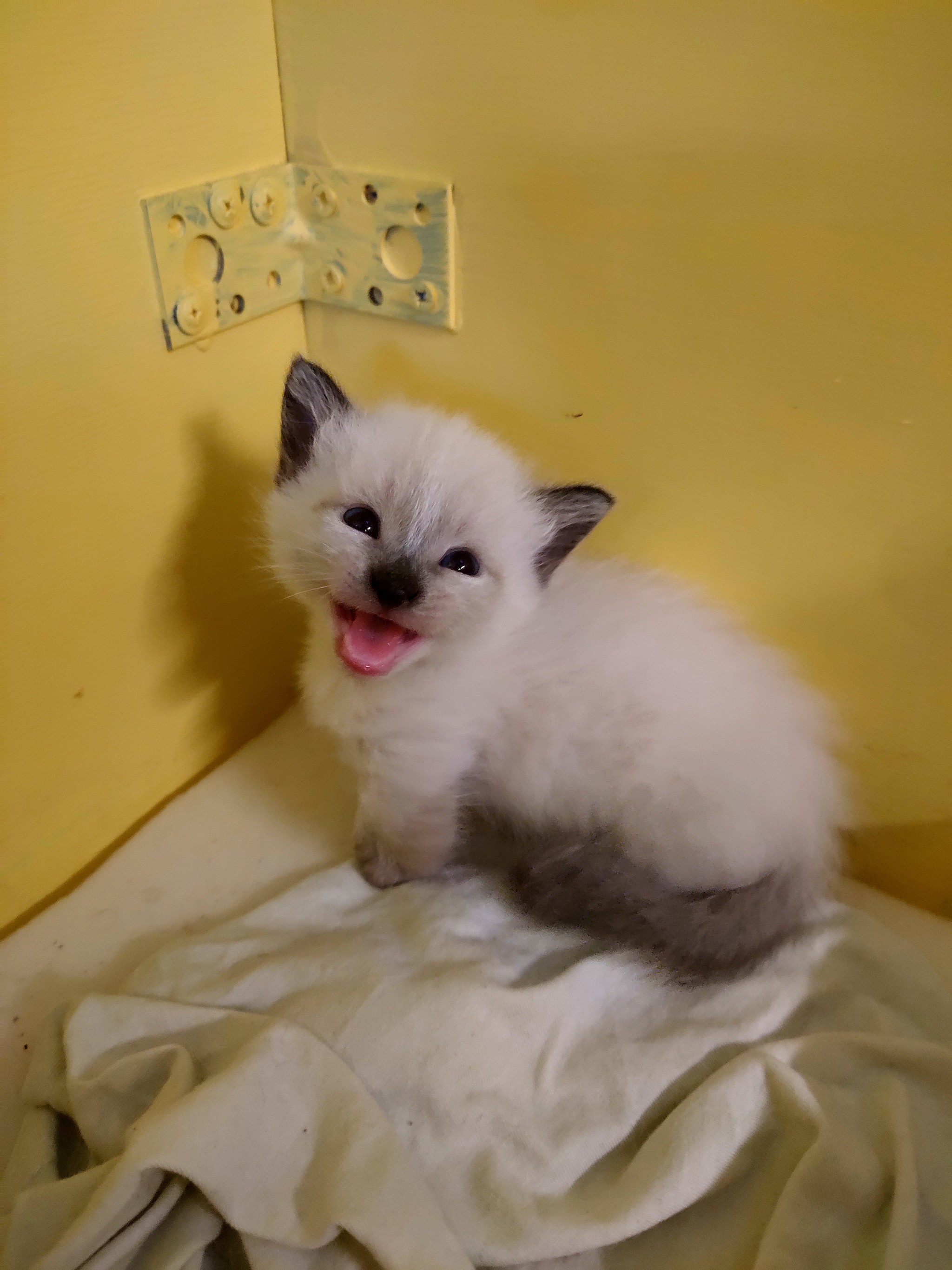 Munchkin kittens - My, Kittens, Munchkin, Paws, Milota, Longpost, cat