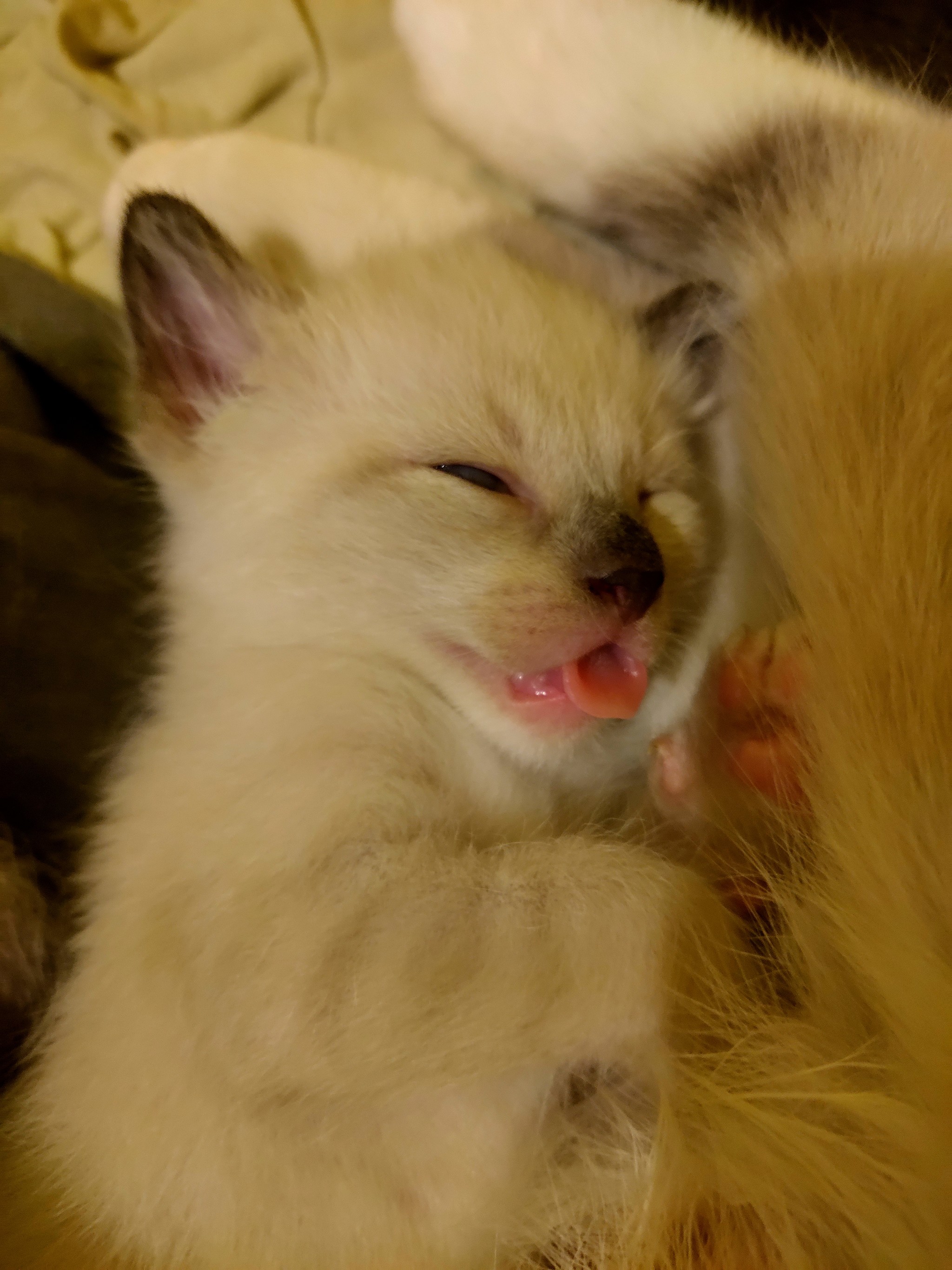 Munchkin kittens - My, Kittens, Munchkin, Paws, Milota, Longpost, cat