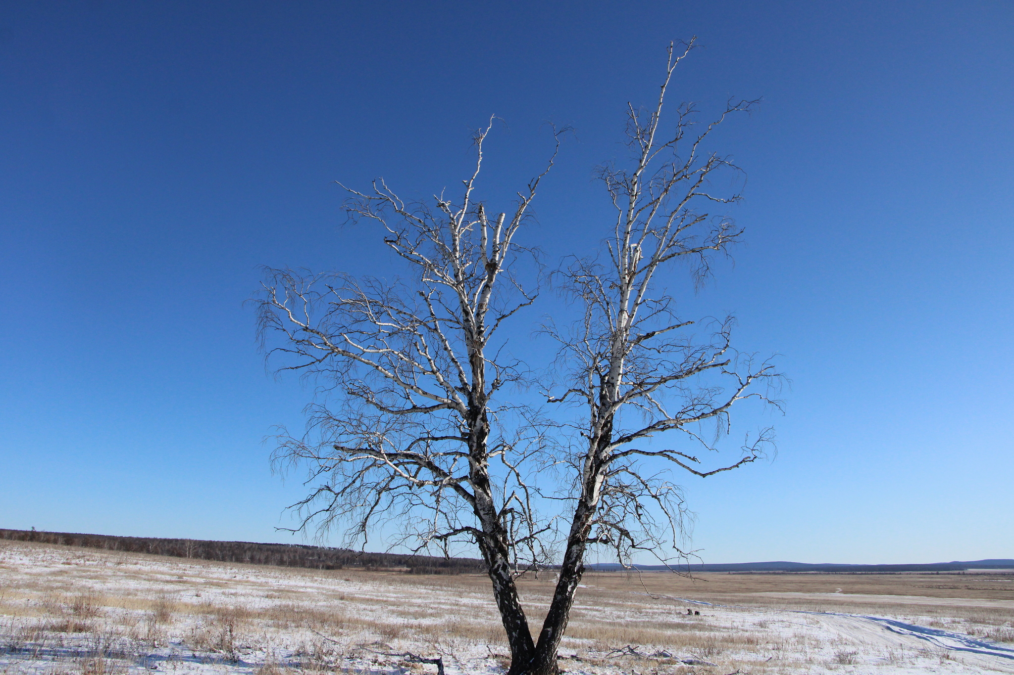 Siberia. Late autumn - My, Provinces, Devastation, Autumn, Siberia, Longpost