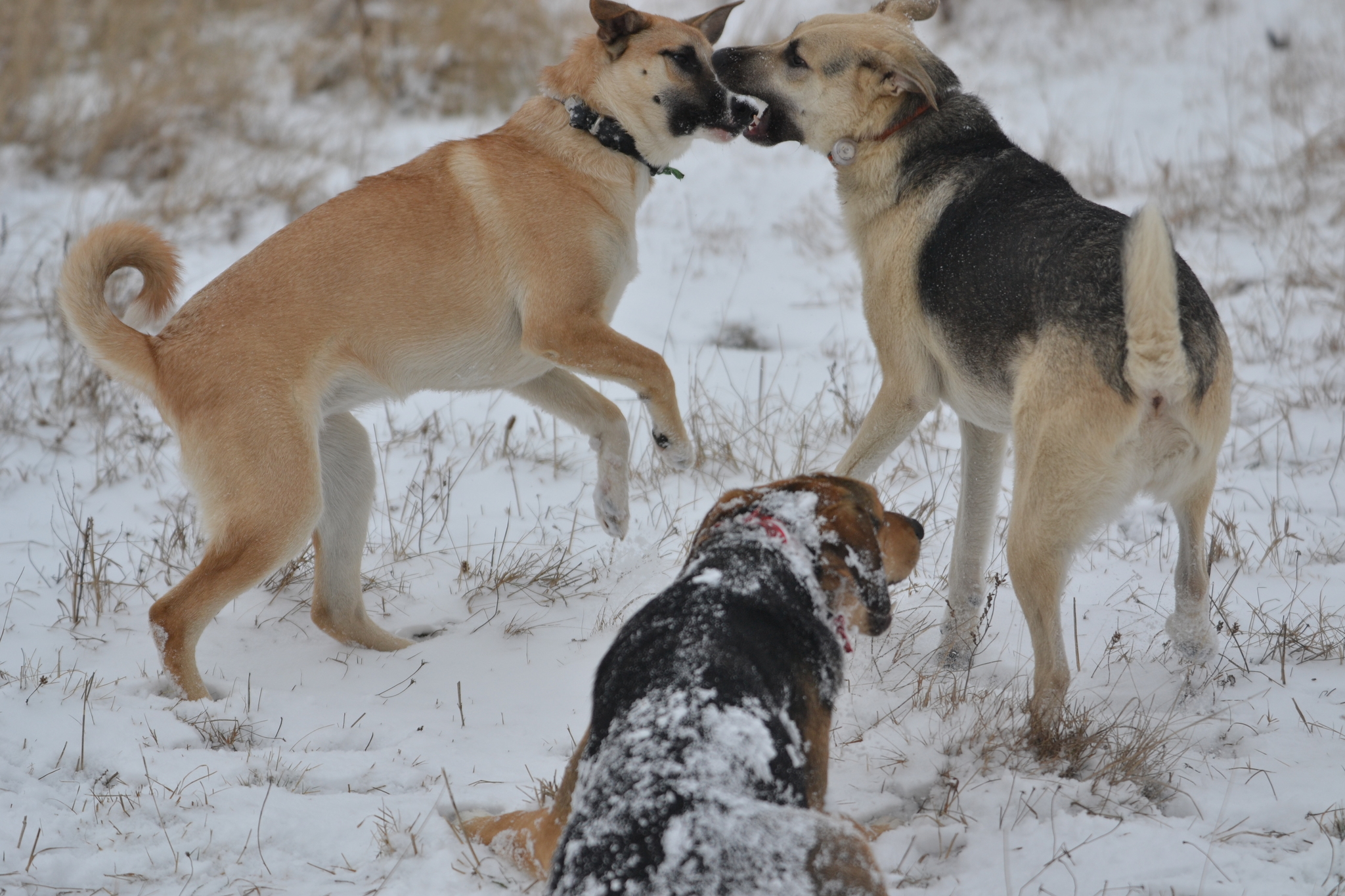 Tasha. Stories about dogs from foster care - My, Dog, Walk, Snow, The photo, Video, Longpost, In good hands, No rating, Moscow region