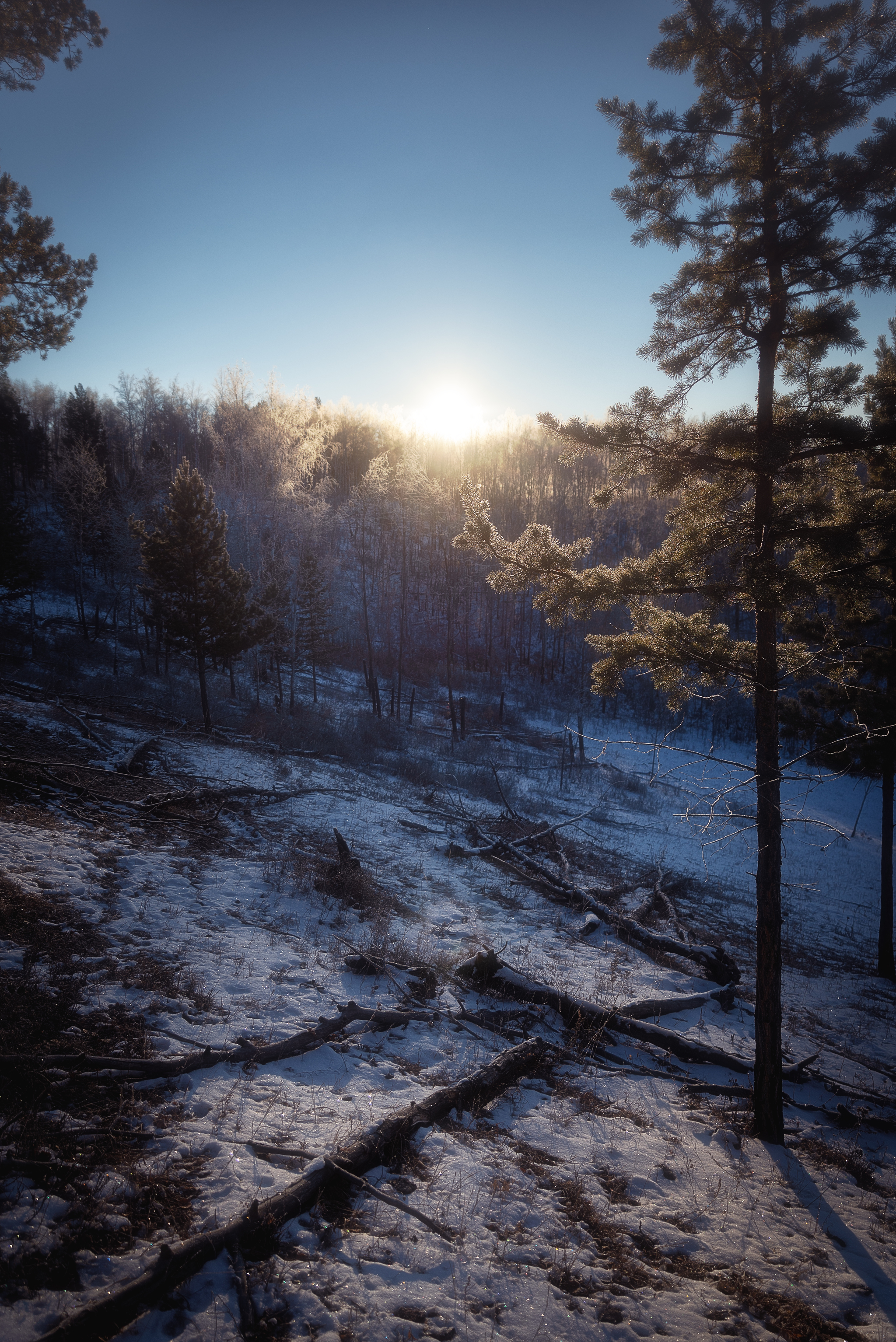 Dawn in the forest - My, dawn, Winter, Forest, Longpost, The photo