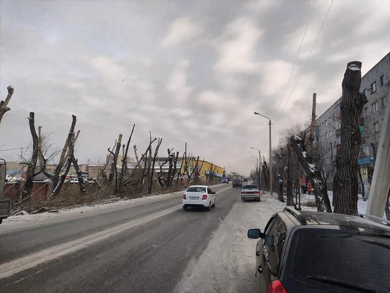 Tree pruning in the city of Semey (Semipalatinsk) Do you do this? - Pruning, Pruning trees, Lawlessness, Housing and communal services, Sawing, Tree felling, Longpost, Kazakhstan