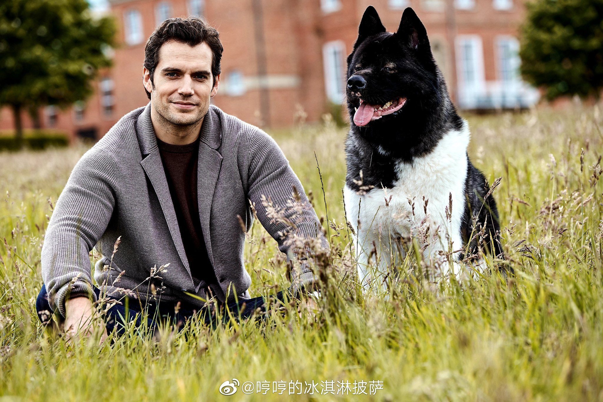 Henry Cavill and his super dog Kal-El - Henry Cavill, Dog, American Akita, The photo, Animals, Actors and actresses, beauty, Milota, GIF, Longpost, Celebrities