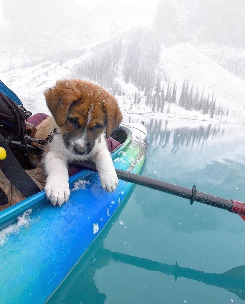 Little traveler - Dog, Puppies, Nature, Milota, Longpost