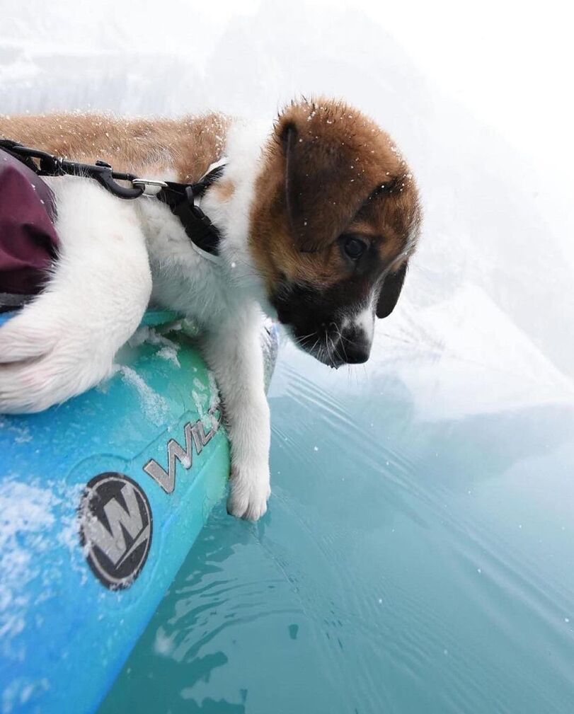 Little traveler - Dog, Puppies, Nature, Milota, Longpost