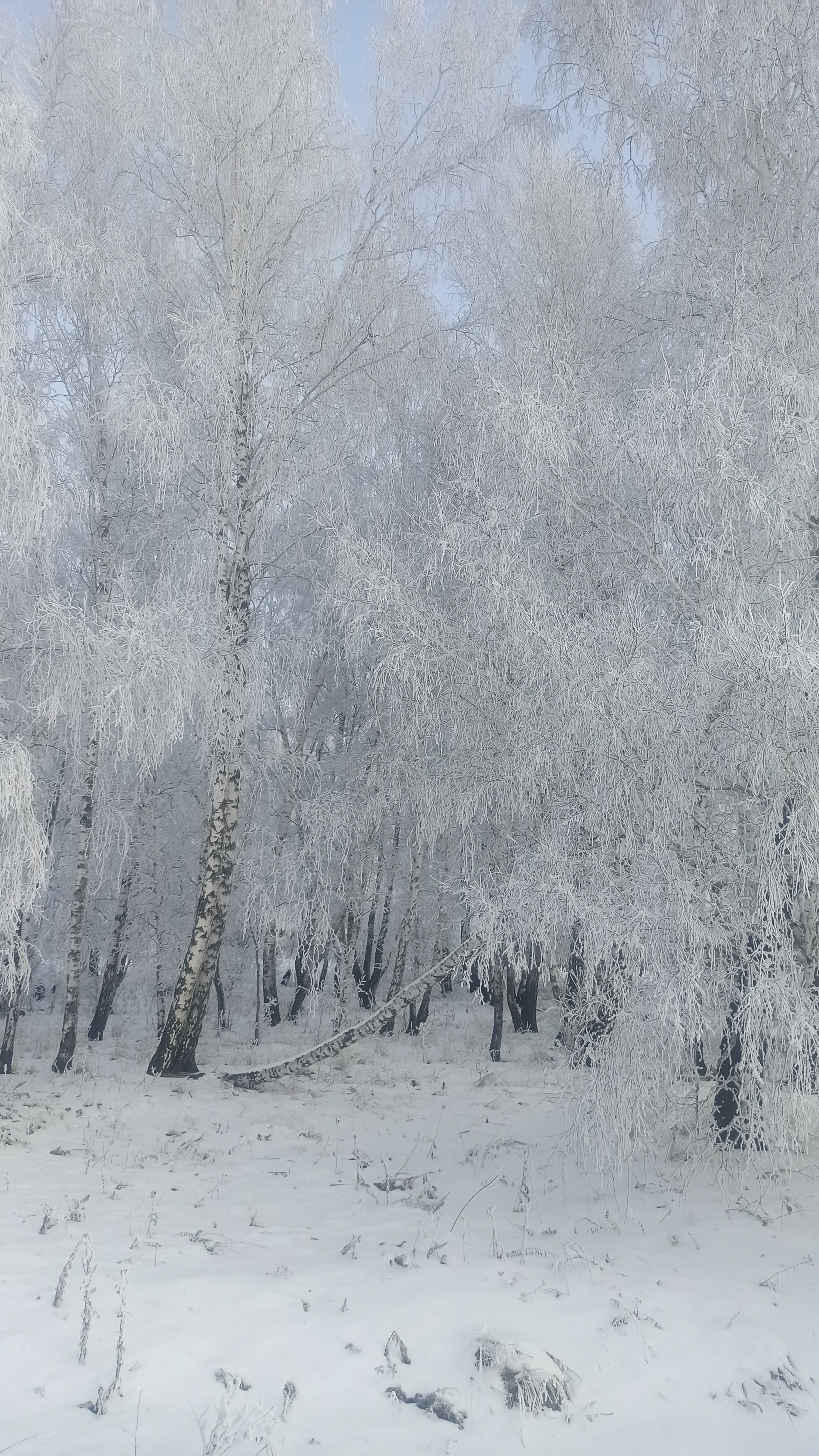 Морозное утро - Моё, Мобильная фотография, Иней, Фотография, Зима, Длиннопост