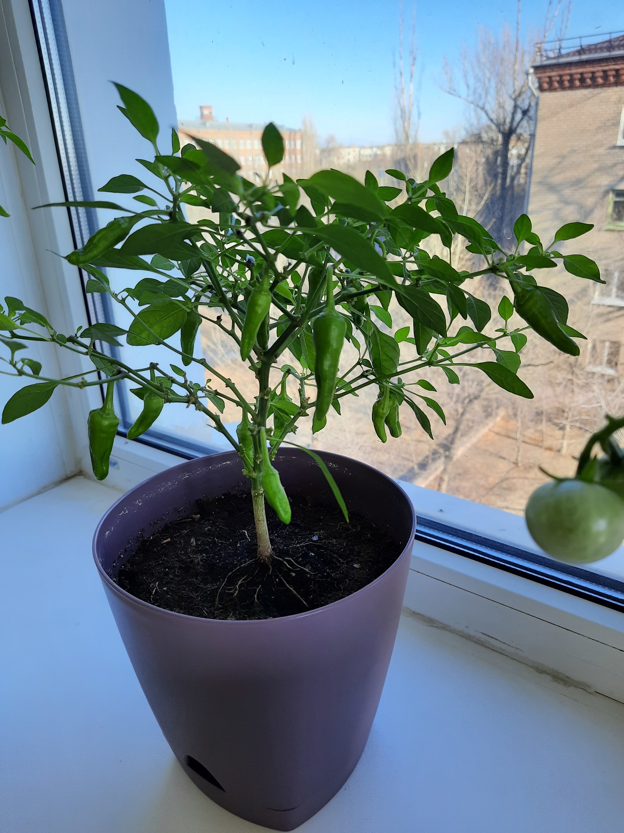 Help me identify the variety of peppers - My, Gardening, Hot peppers, Longpost