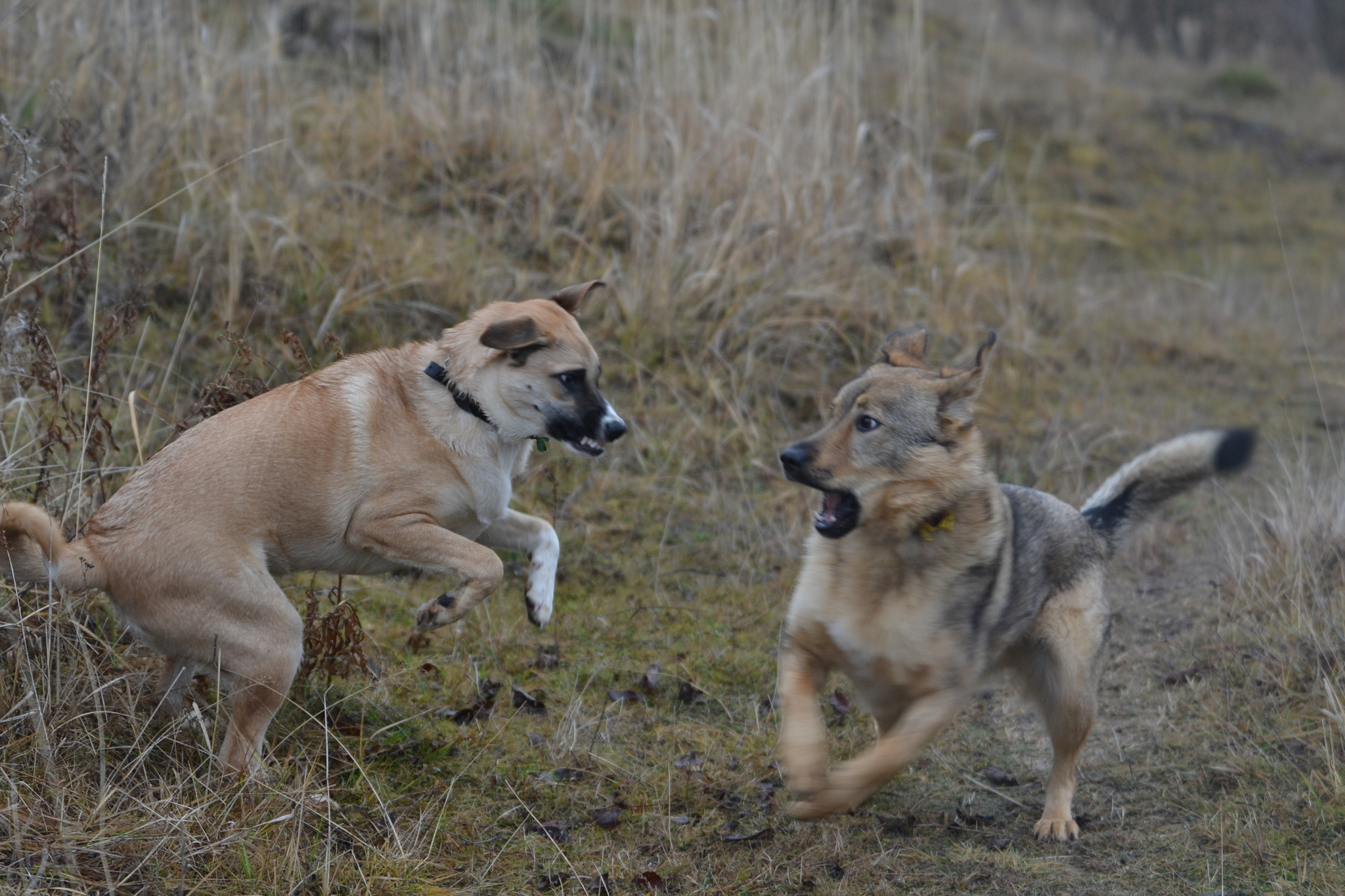 We took a walk. Stories about dogs from foster care - My, Dog, Walk, The photo, Longpost