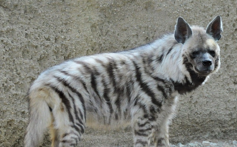 The striped hyena was discovered in Tajikistan for the first time in 30 years! - Hyena, Striped hyena, Tajikistan, Return, Species conservation, Wild animals, Rare view, Phototrap