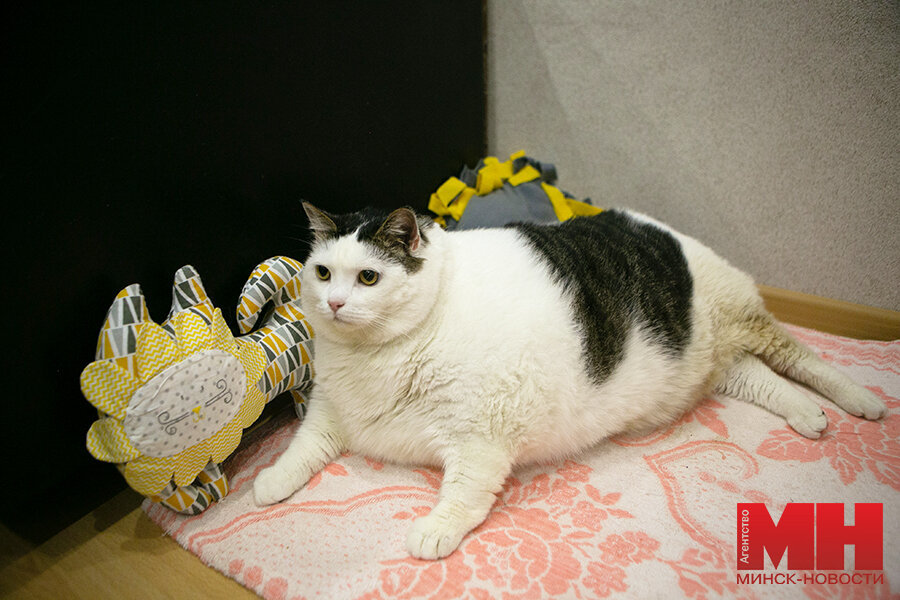 The country's fattest cat was found in Belarus: his name is Feather and he weighs 19.6 kg. Now he is on a diet with new owners - The photo, Animals, cat, Republic of Belarus, Fullness, Excess weight, Longpost