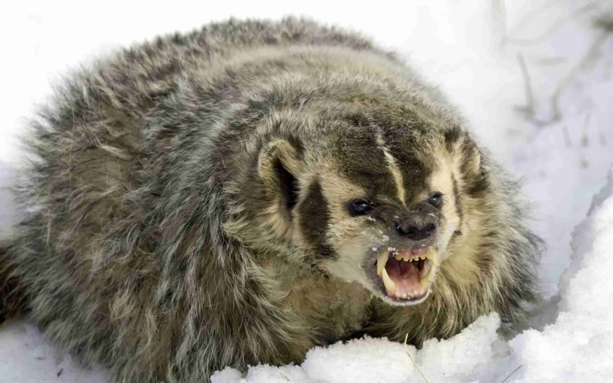 American Badger: 99% hate. Angry and antisocial species of badgers - Badger, wildlife, Animals, Yandex Zen, Wild animals, Longpost