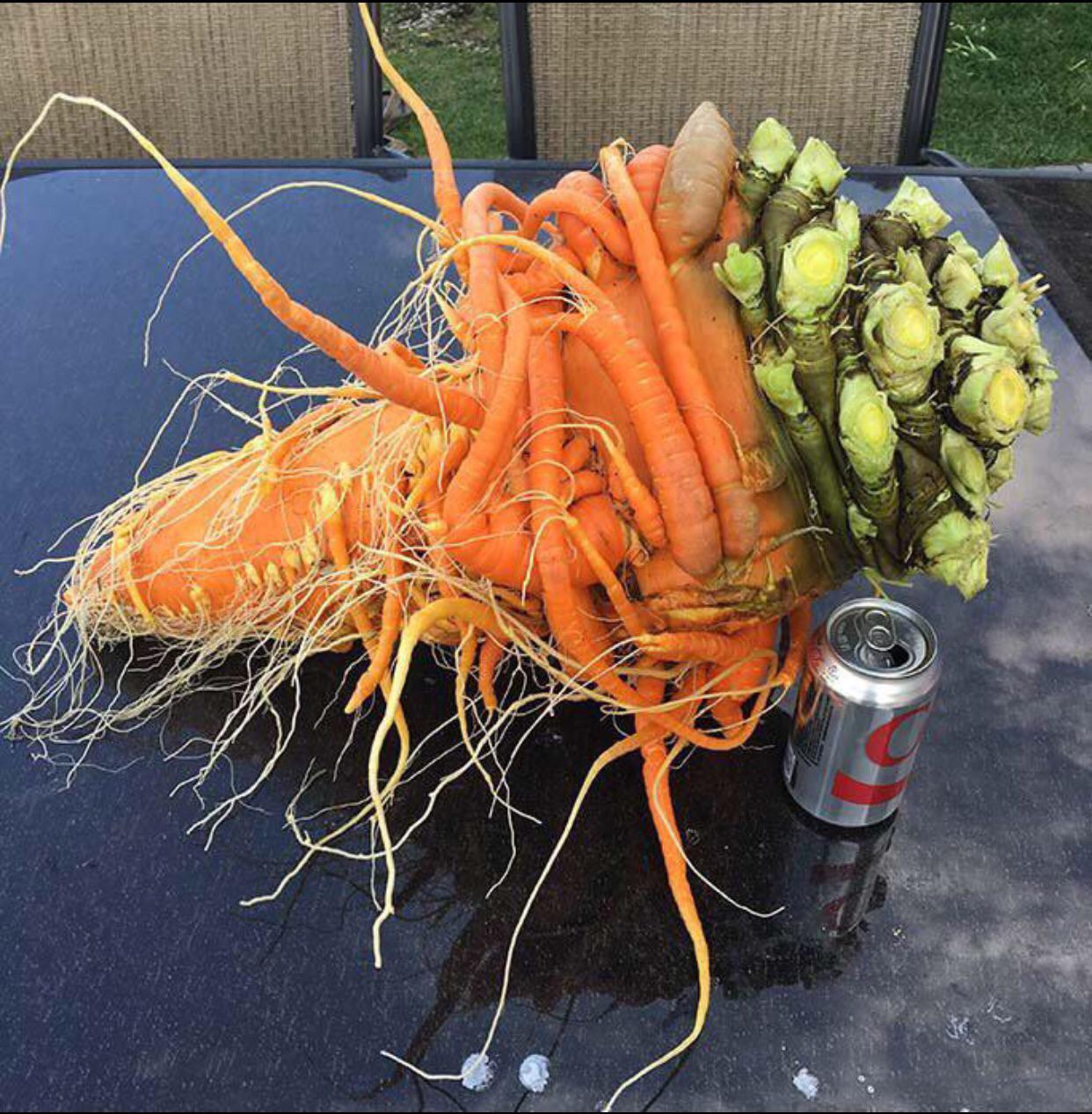 I think Michurin would have some questions) - Carrot, Vegetables, Weaving, Root crop