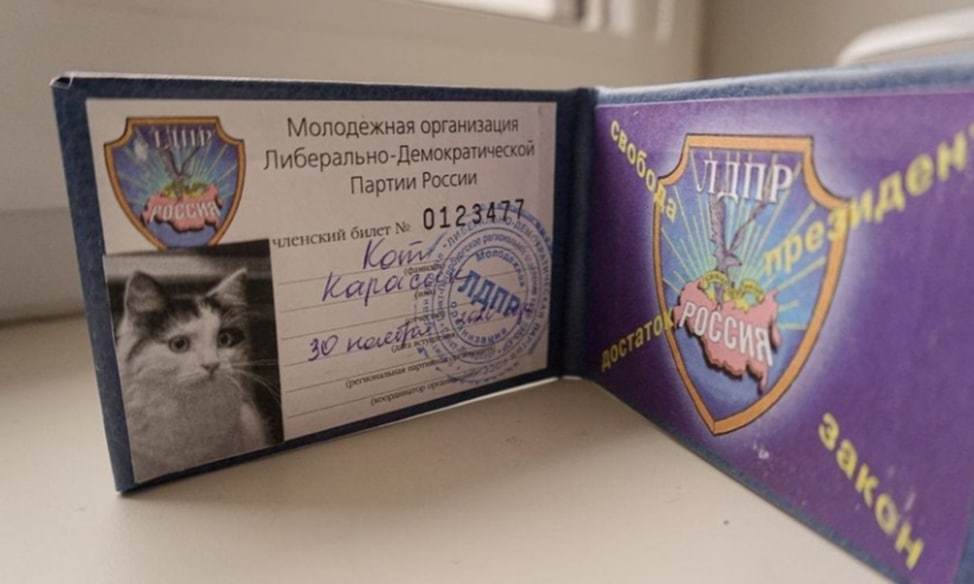 Cat replacement for Zhirinovsky: Karasik the cat received a LDPR party card - My, cat, Liberal Democratic Party, Animals, Humor, Politics