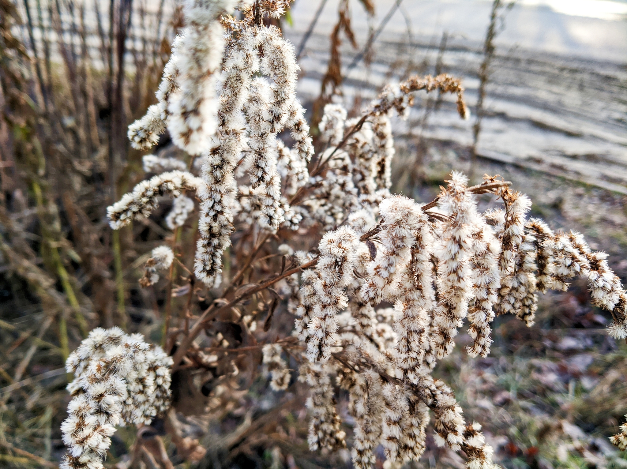 The world under your feet after freezing - My, Moss, Frost, Winter, First days, The photo, Photographer, Nature, Plants, Thuja, Longpost