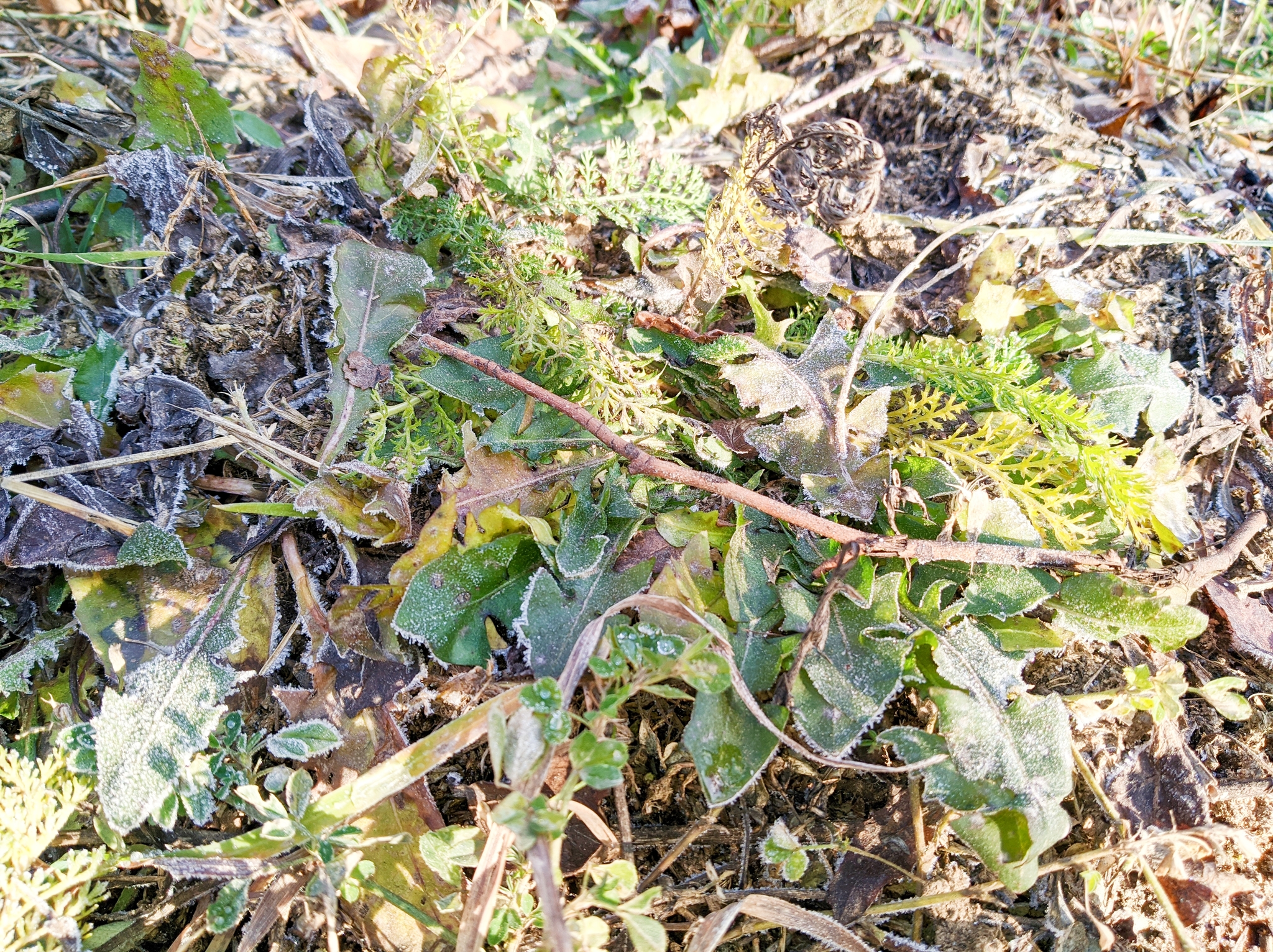 The world under your feet after freezing - My, Moss, Frost, Winter, First days, The photo, Photographer, Nature, Plants, Thuja, Longpost