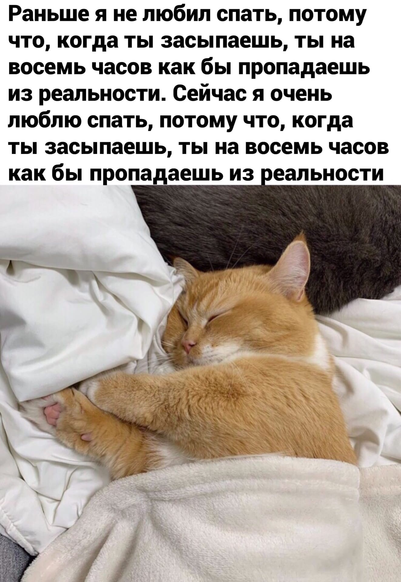 Oh this thing life - cat, A life, Picture with text, Dream