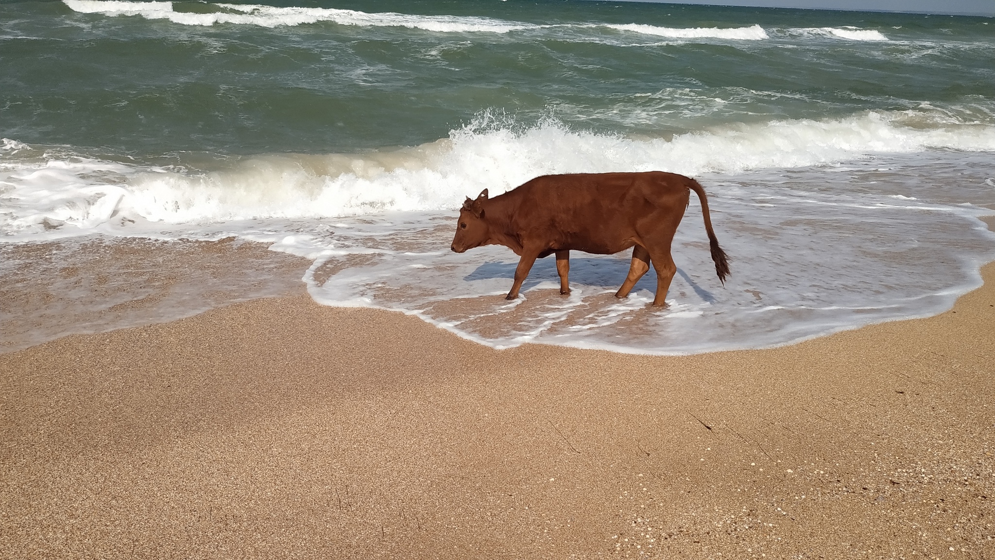 Корова в море