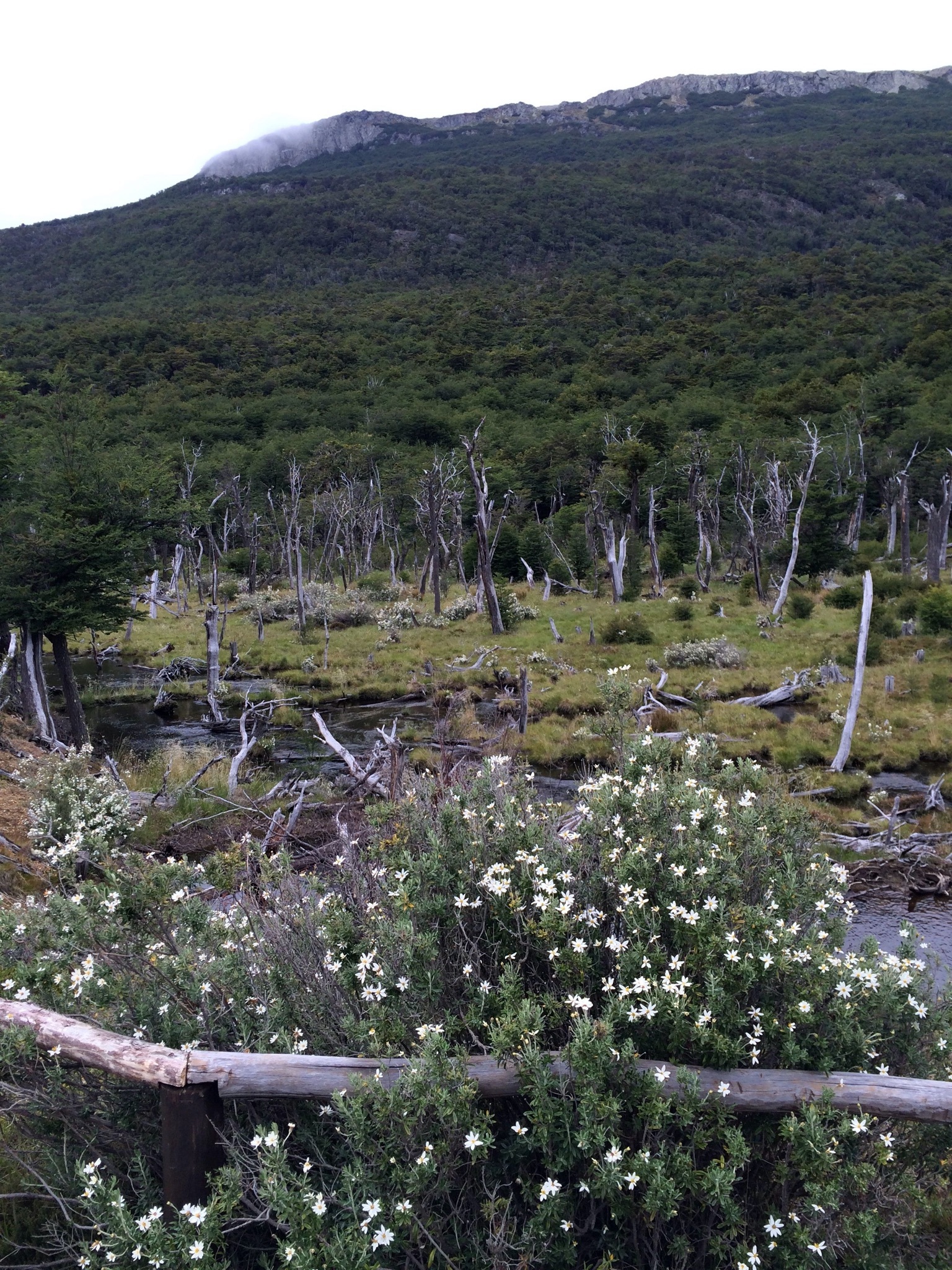 Argentina and Antarctica - My, Argentina, National park, Travels, Antarctica, Tierra del Fuego, Longpost