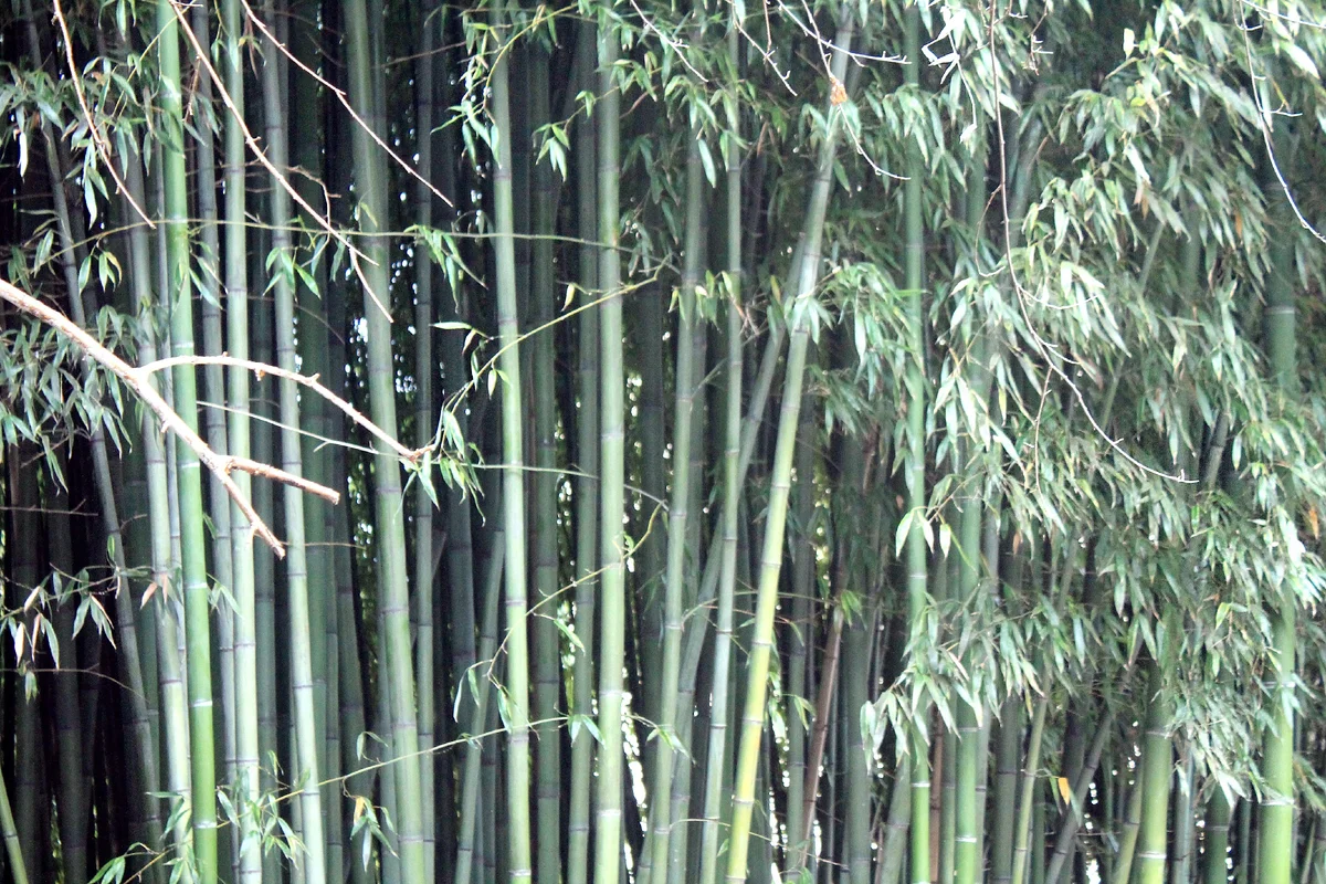 Bamboo. Interesting facts about this amazing plant - Bamboo, Grass, Longpost