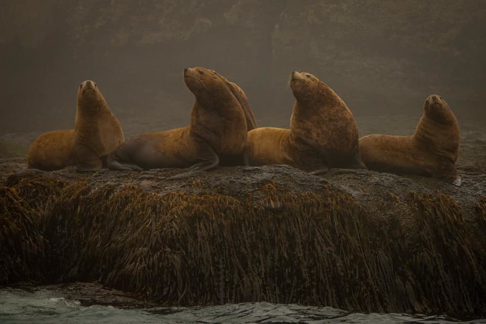 Best photo report 2020 according to the TV channel My Planet - Kurile Islands, Travels, Russia, Travel across Russia, Nature, Longpost