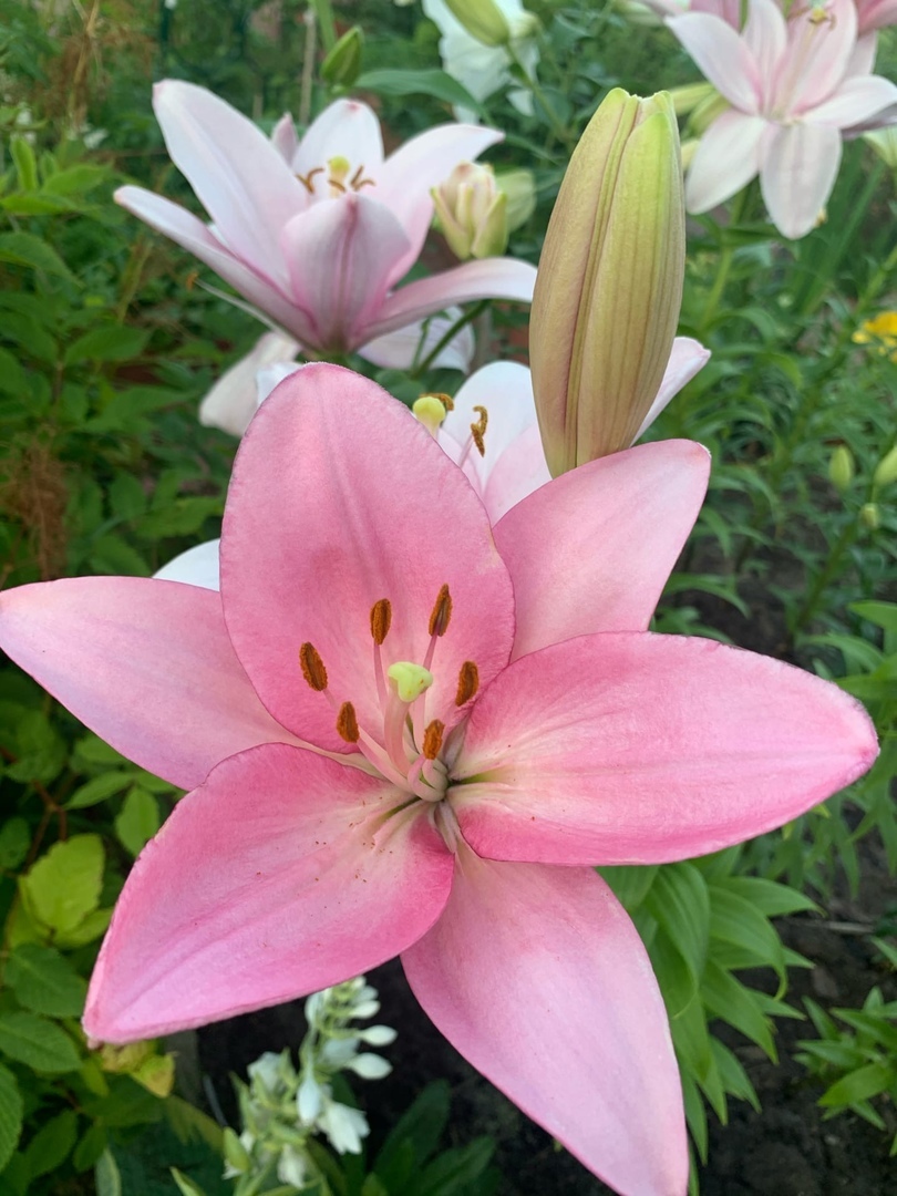 Let's remember summer - remember lilies - My, Lily, Flowers