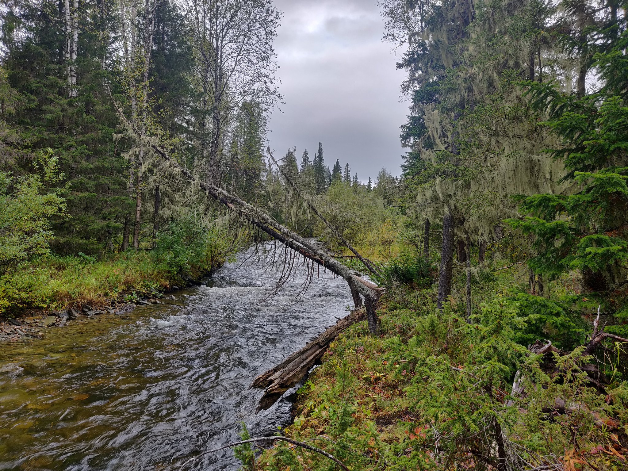 Northern Urals in the Dyatlov Pass area - My, Hike, The photo, Northern Ural, Nature, The mountains, Dyatlov Pass, Longpost