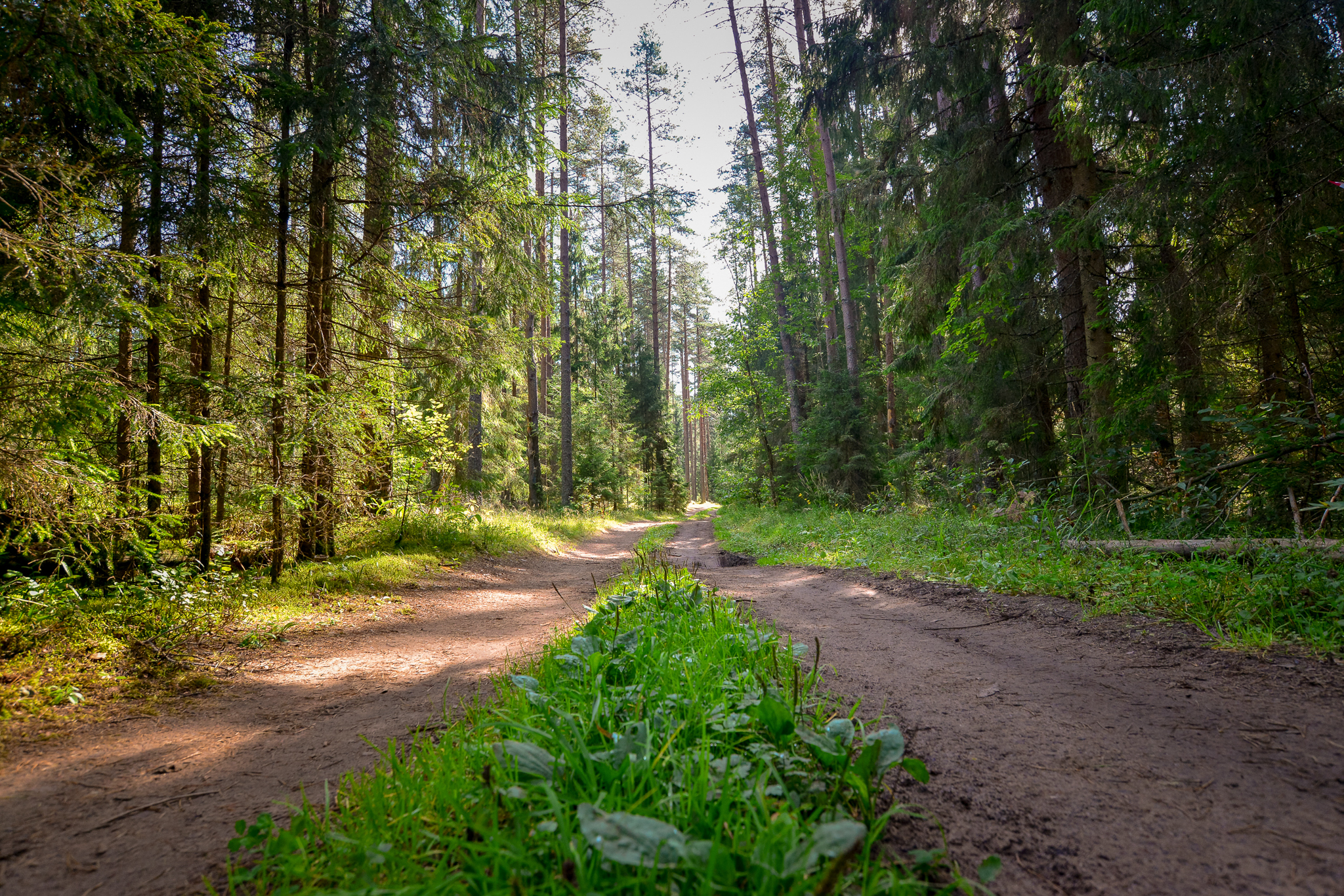 Running in Valdai - My, Run, Trail, Sport, Longpost