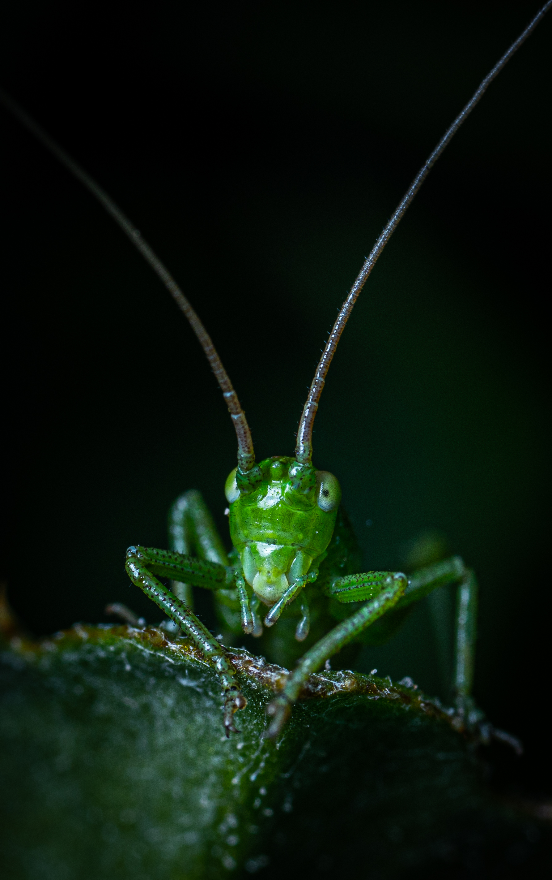 November selection of my macro photos - My, Macro photography, Insects, Arachnids, The photo, Longpost