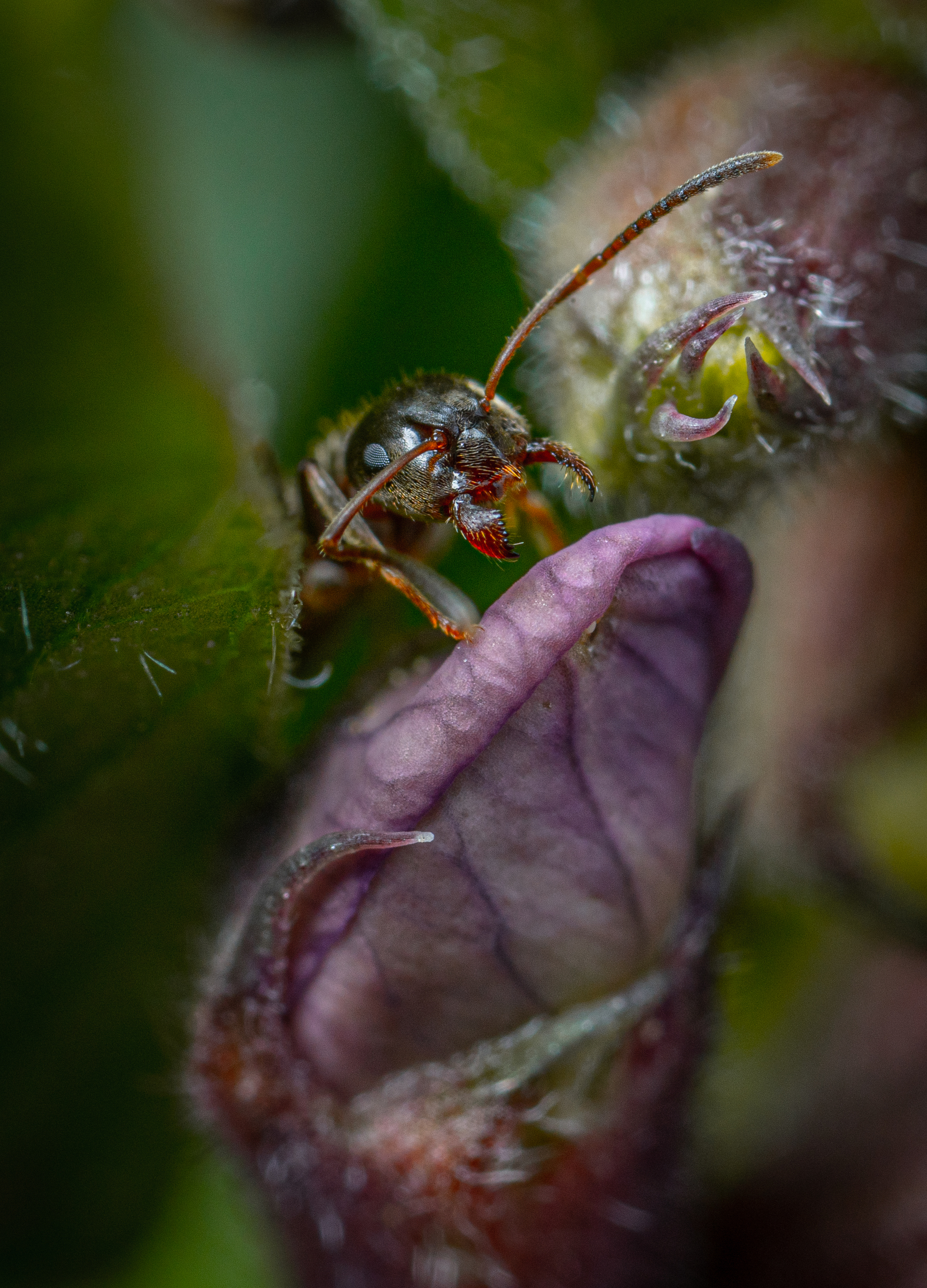 November selection of my macro photos - My, Macro photography, Insects, Arachnids, The photo, Longpost