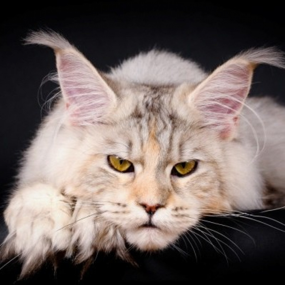 When a Maine Coon feels like a Pallas's cat - Maine Coon, Character, cat, Humor, Comments on Peekaboo, Pets