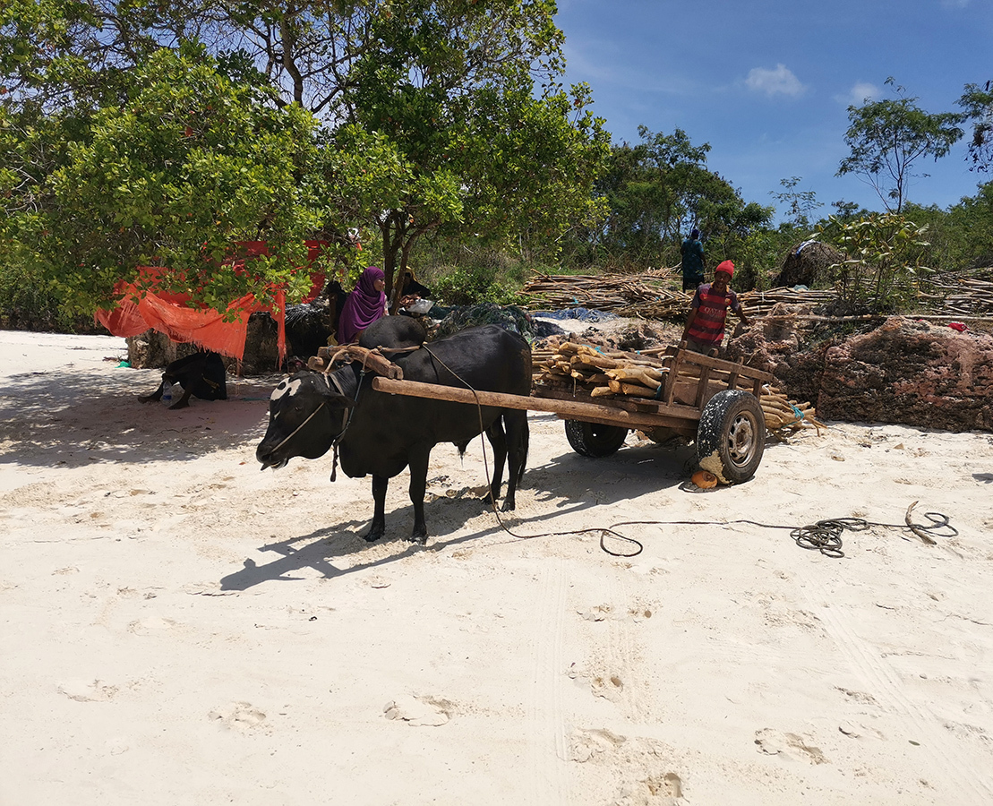 Why bulls? - My, Africa, Wild tourism, Travels, Animals, Tanzania, Zanzibar, Longpost