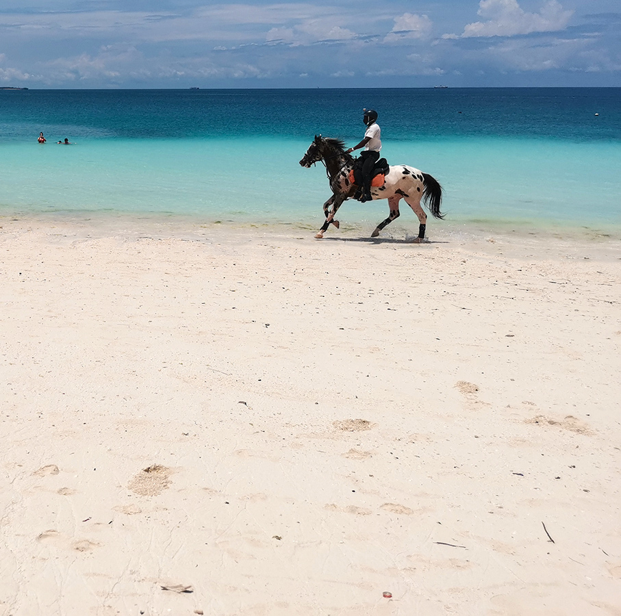 Why bulls? - My, Africa, Wild tourism, Travels, Animals, Tanzania, Zanzibar, Longpost