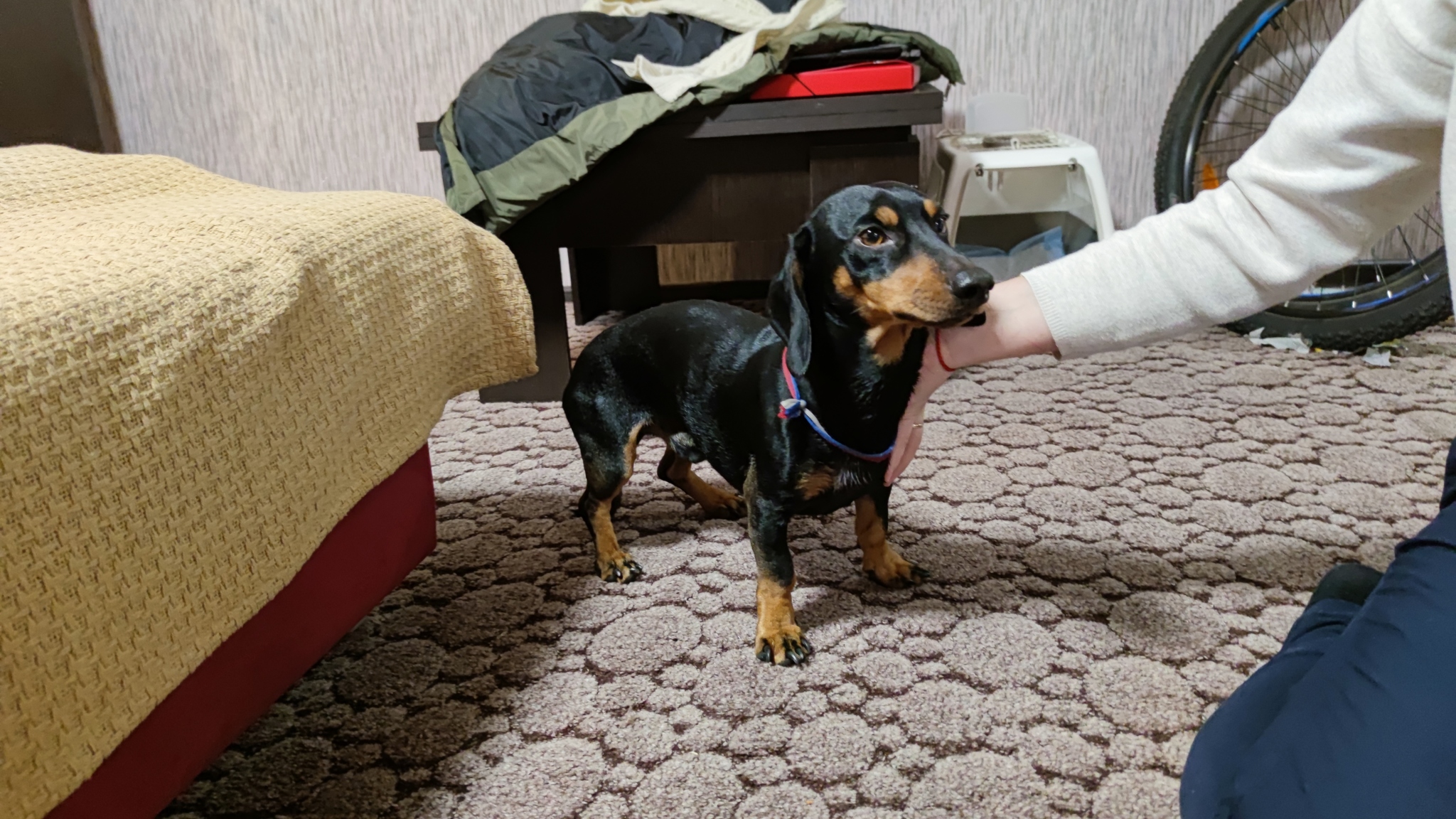 A dachshund was found on the Turgoyak highway in Miass - My, Miass, Lost, Dog, Dachshund, Chelyabinsk region, No rating, Found a dog