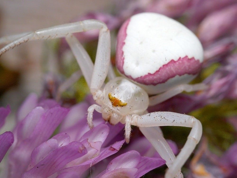 13 most interesting and amazing spiders - Animals, Spider, Nature, The photo, Text, Facts, Picture with text, Longpost