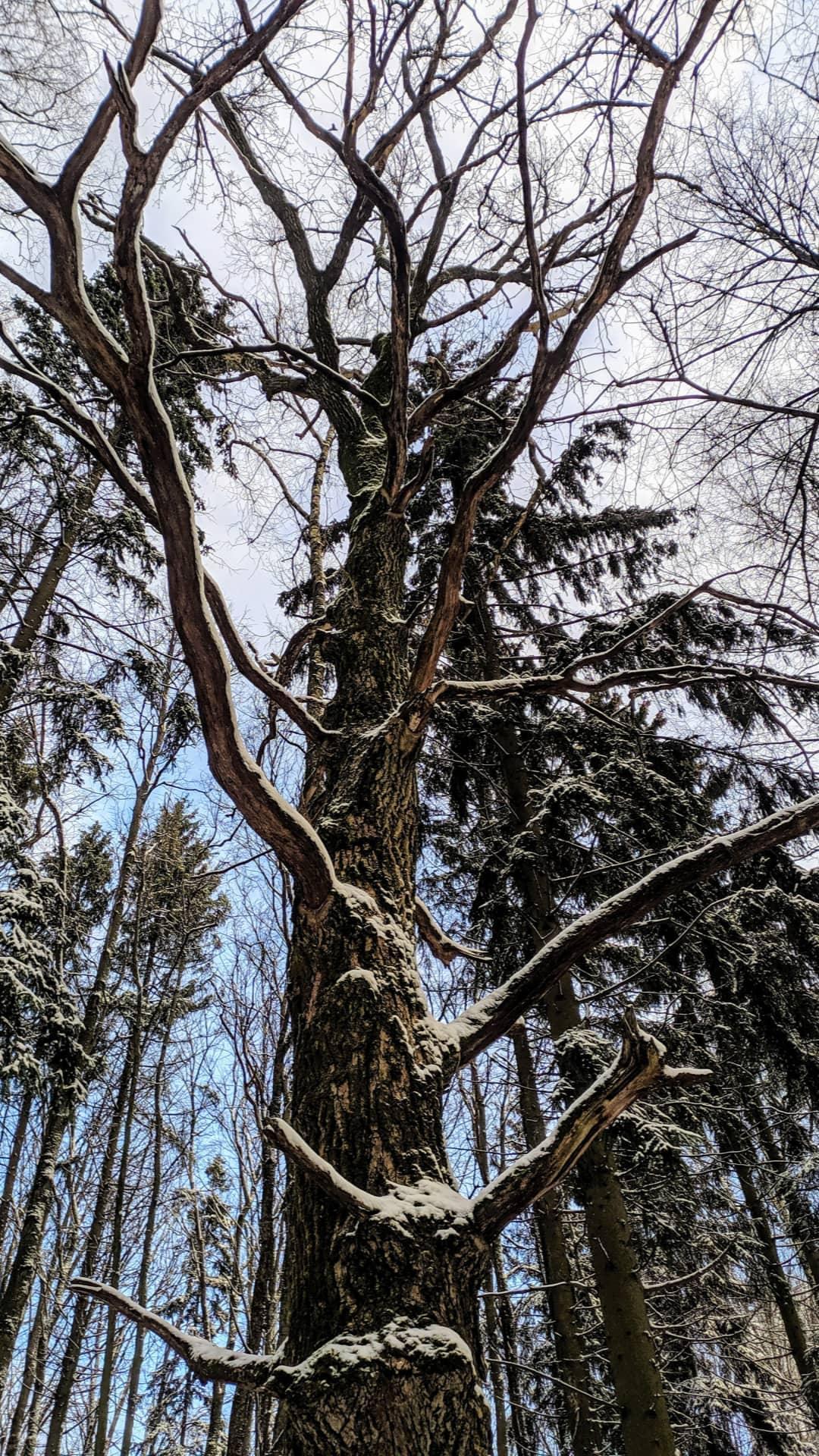 Bitsevsky forest - My, Winter, Forest, Longpost