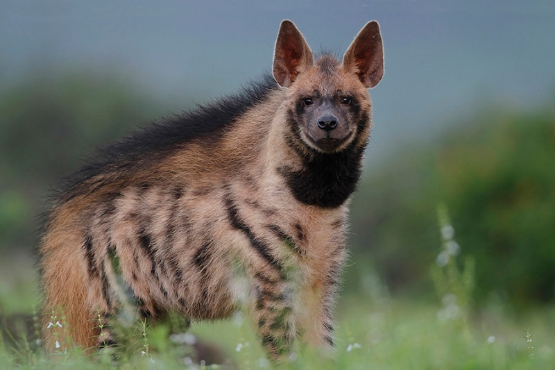 A striped hyena was photographed for the first time in Turkey! - Hyena, Striped hyena, Turkey, Rare view, Wild animals, Species conservation, Protection of Nature