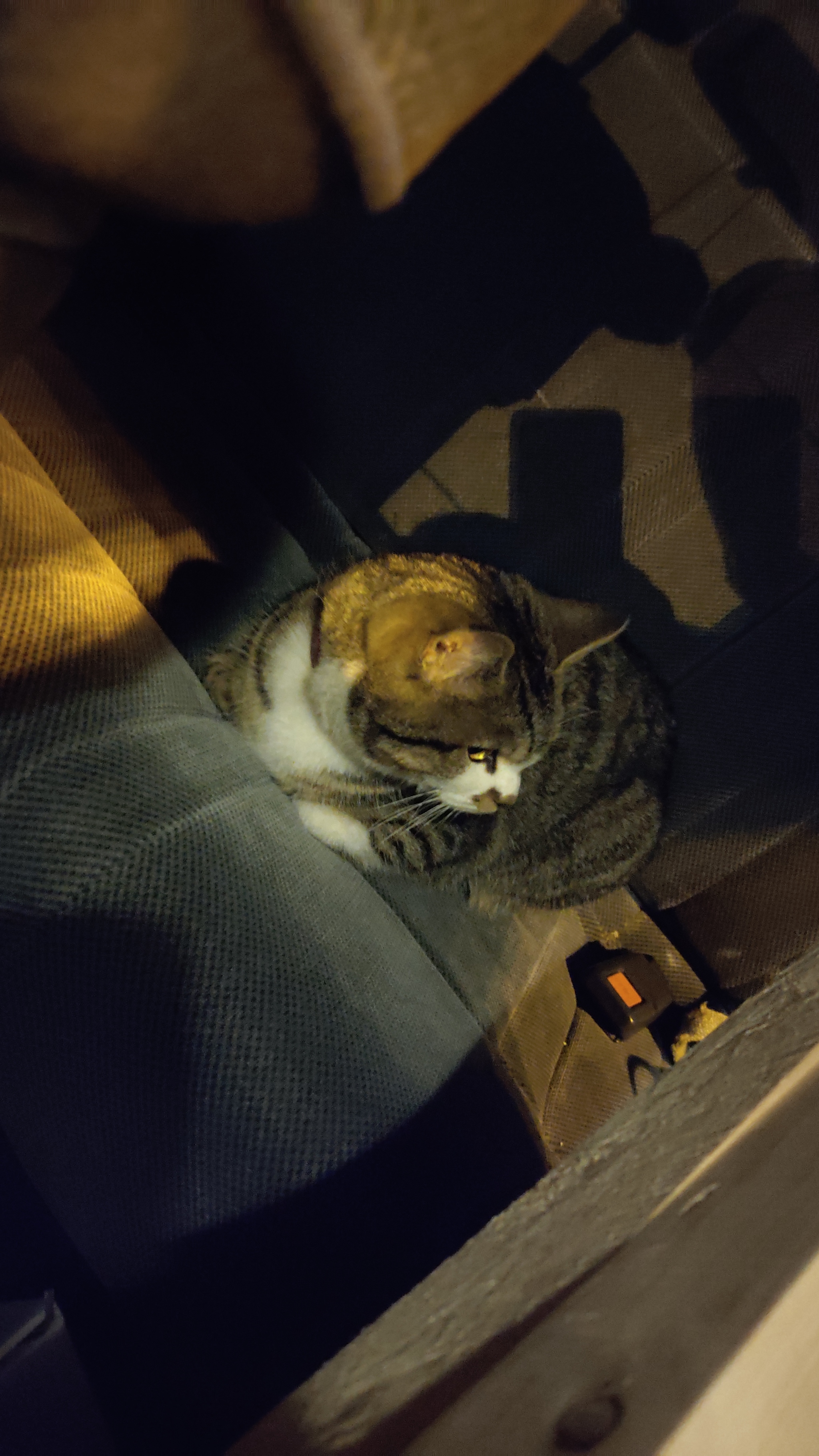 Lost in Krasnodar - My, No rating, Lost, Krasnodar, Tricolor cat, Longpost, cat, Found a cat