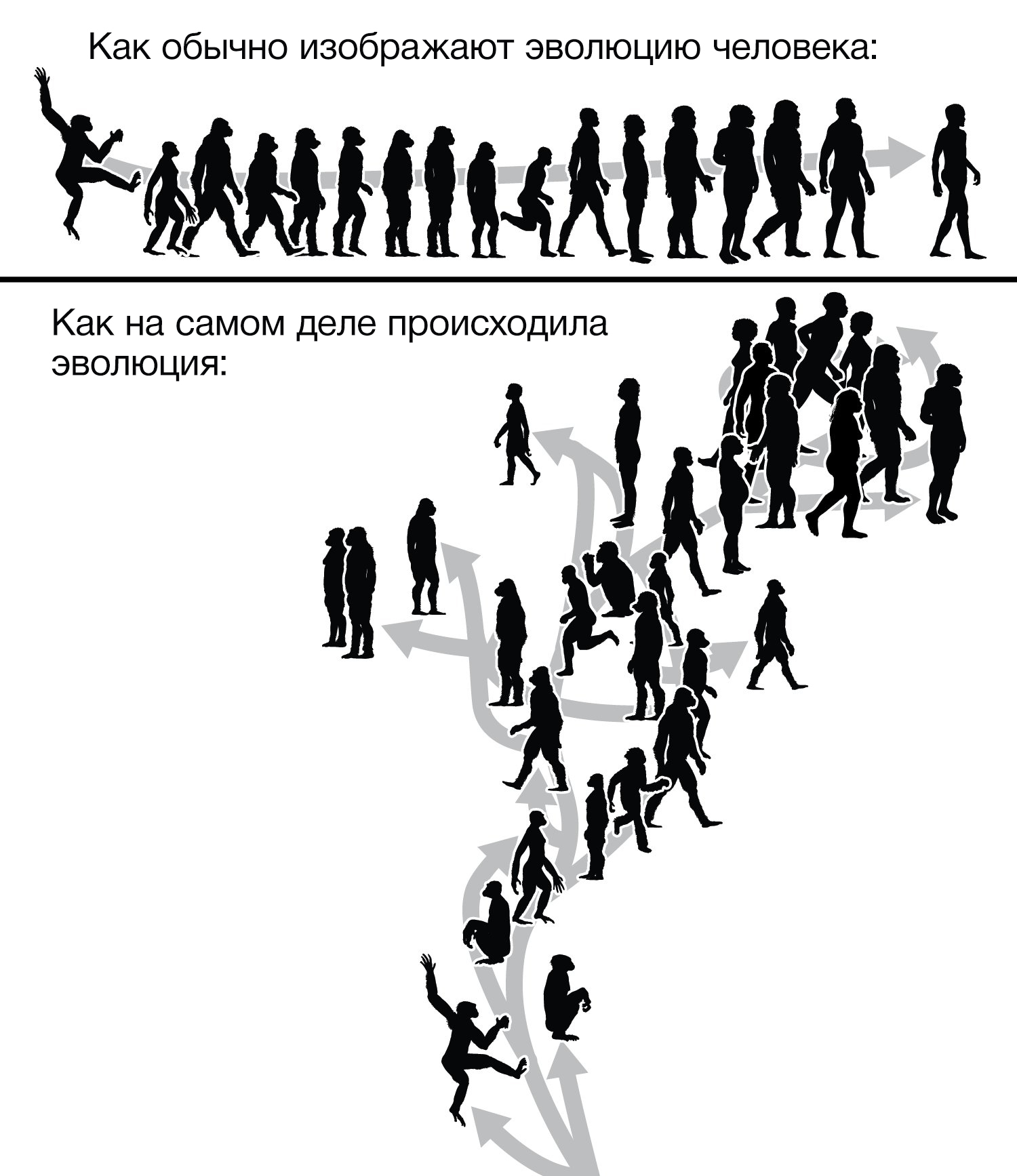 Более наглядно - Эволюция, Человек, Homo sapiens, Инфографика, Картинка с текстом