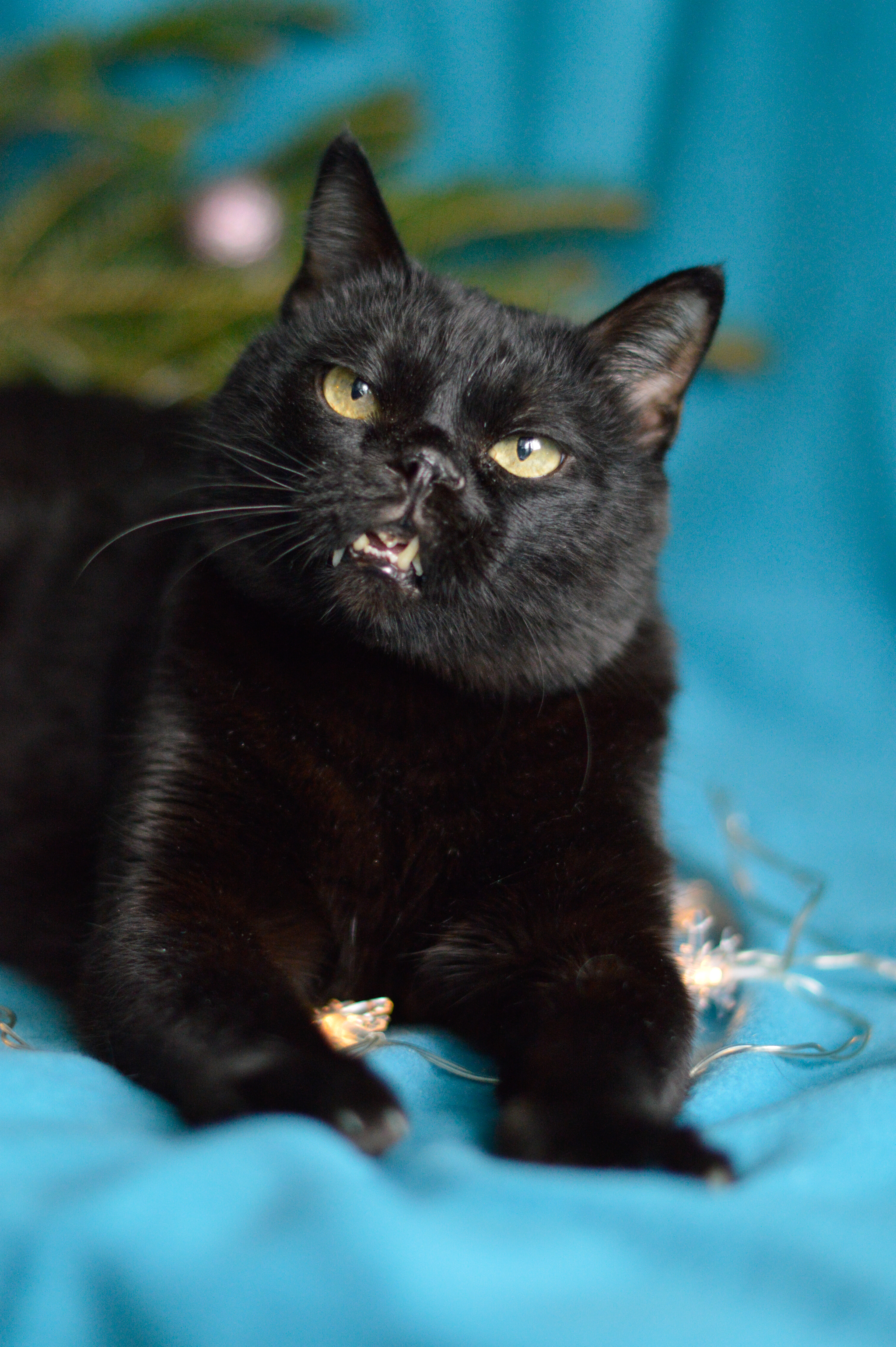 Prune is a cat that no one wants! - My, cat, Black cat, Moscow, Animal shelter, In good hands, Longpost, No rating