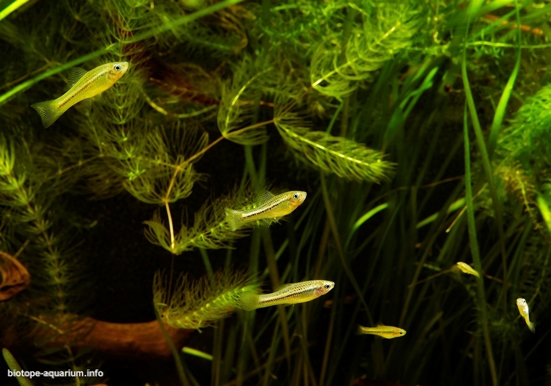 Kings of the Swordsmen. The longest tail. Montezuma swordtail - My, Scalariki, Angelfish, Swordtail, Aquarium fish, Aquarium, Biotope aquariums, Longpost