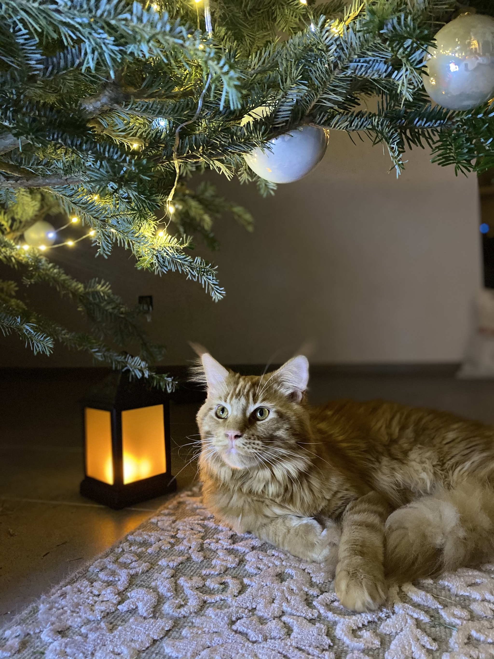 Winter cat with a lamp - My, Maine Coon, New Year's mood, New Year, The winter is coming, Lamp character, cat