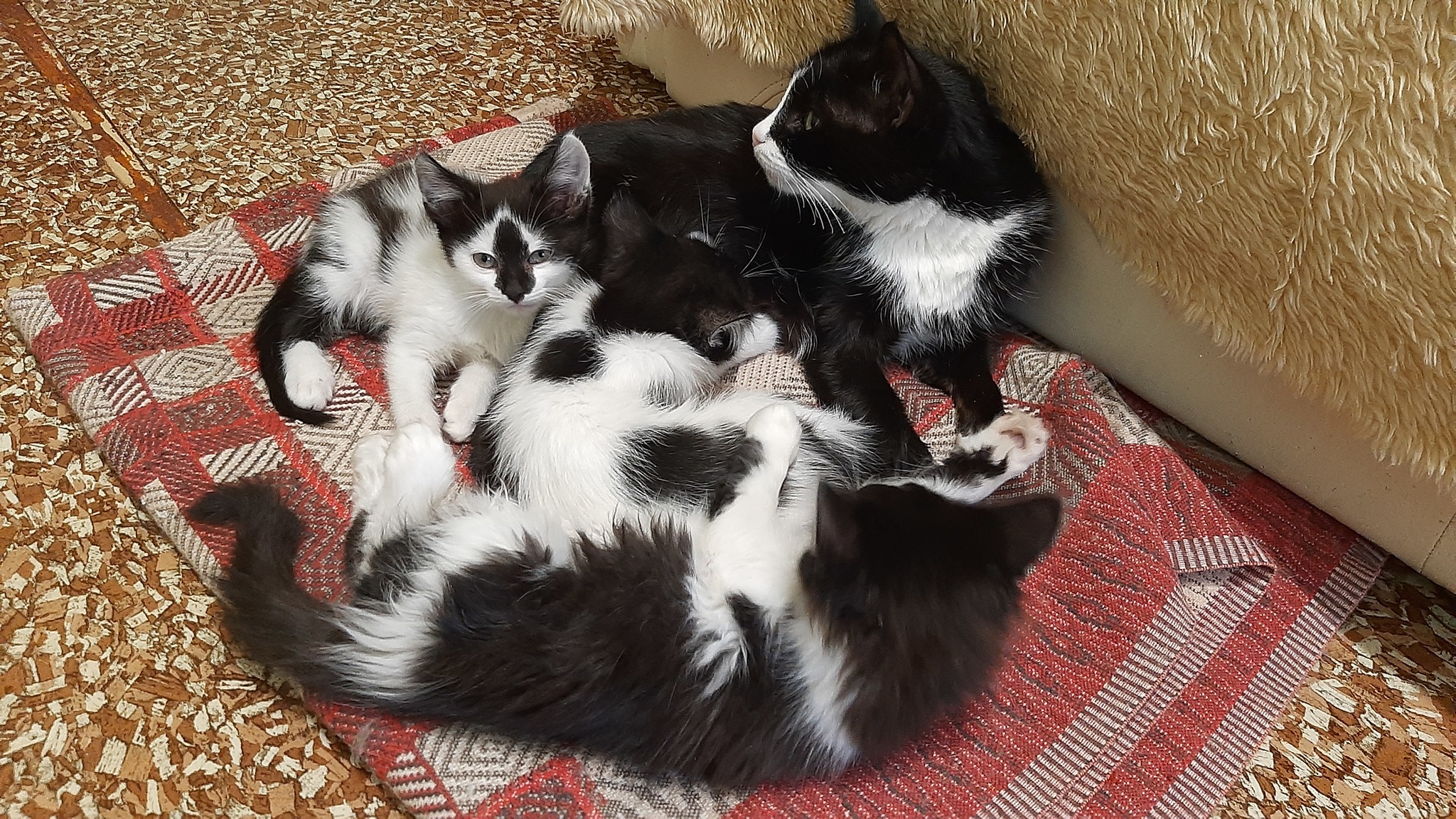 A black and white family is looking for a home, Lugansk region - My, Kittens, cat, Family, In good hands, No rating, Lugansk region, Video, Severodonetsk